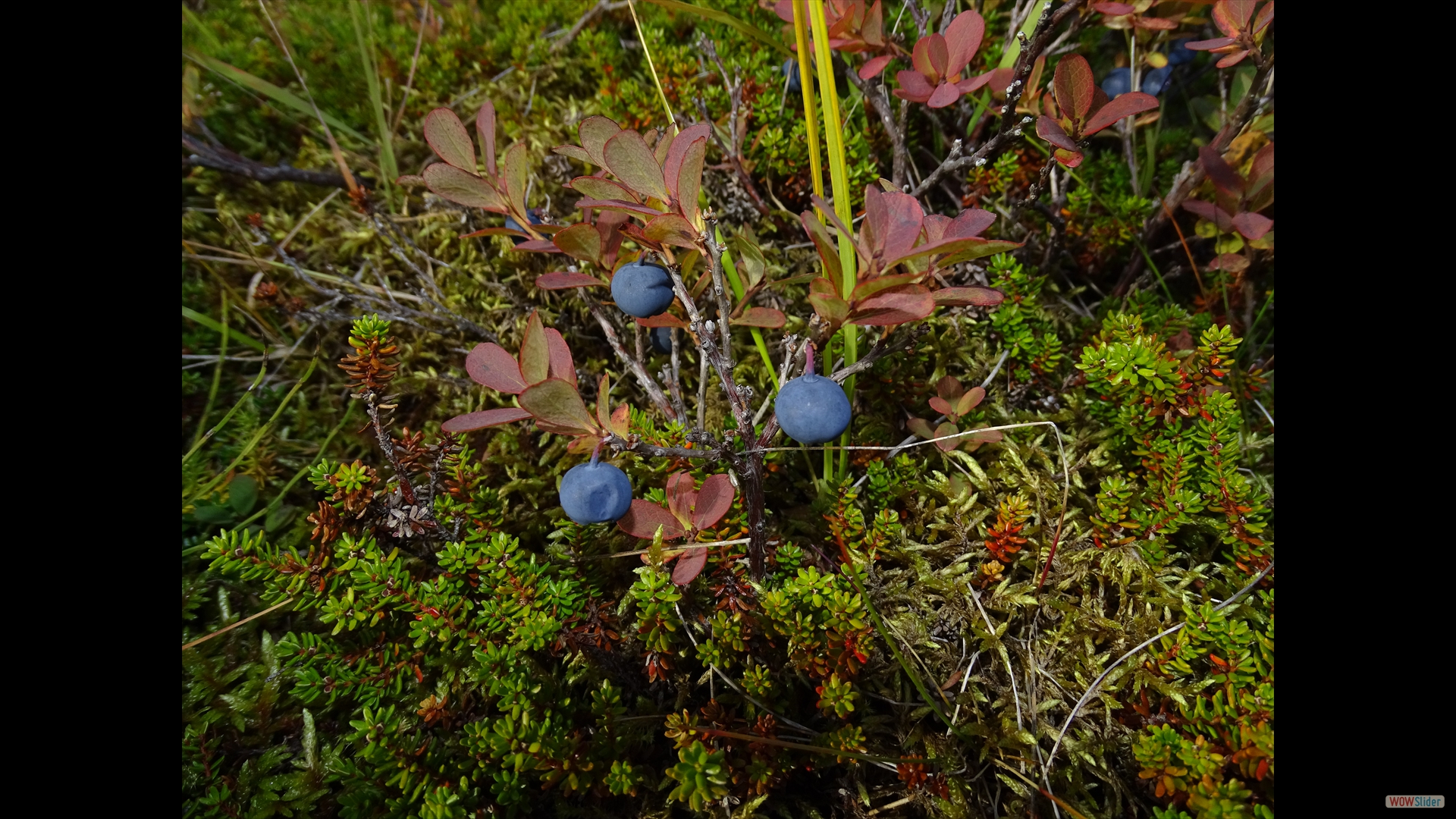 Rauschbeeren