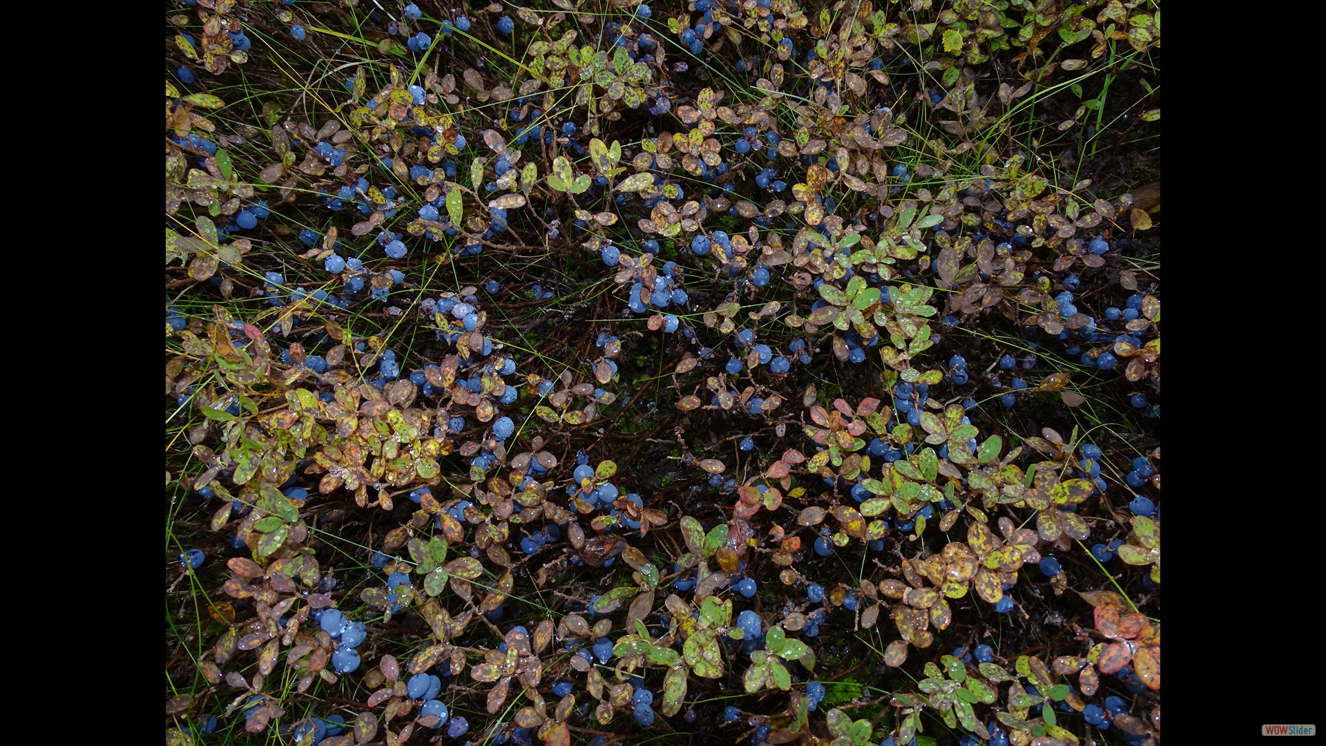 Rauschbeere (Vaccinium uliginosum)