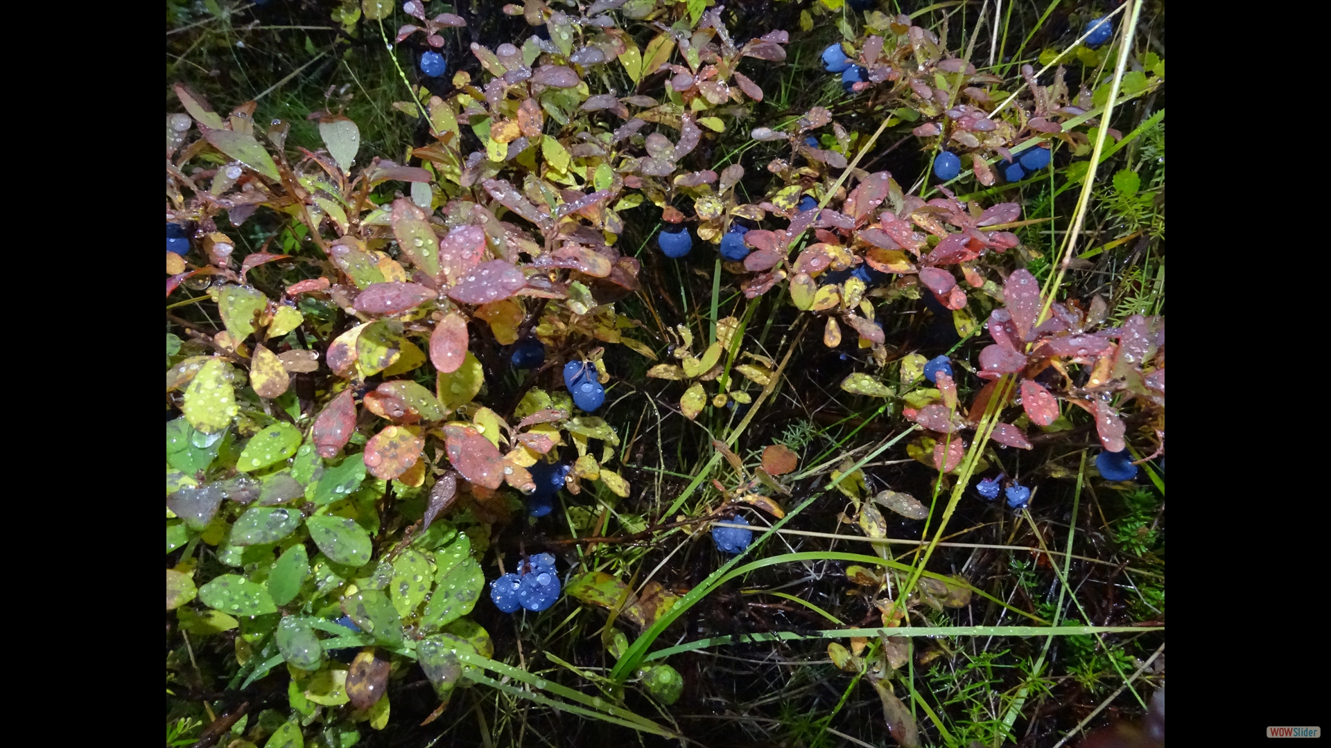 Rauschbeere (Vaccinium uliginosum)