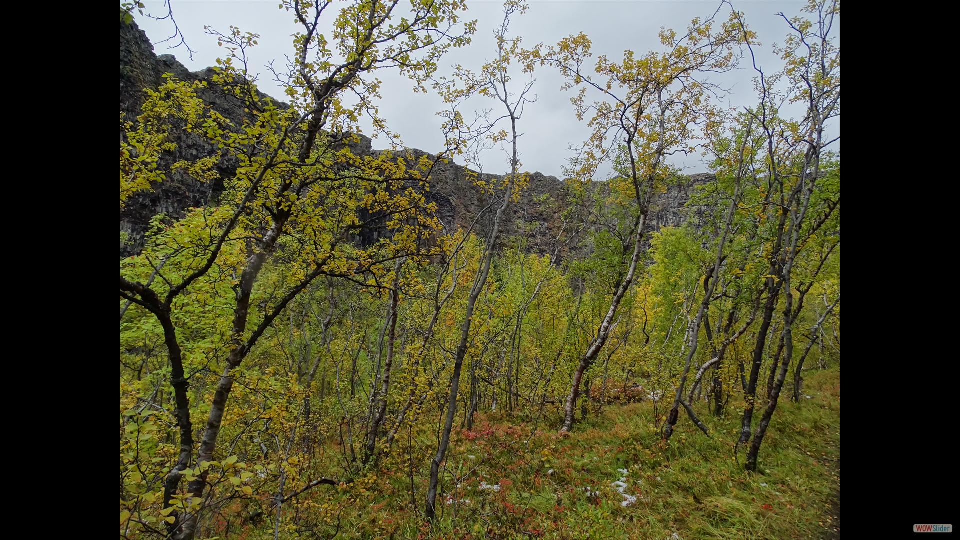 Moorbirke (Betula pubescens)