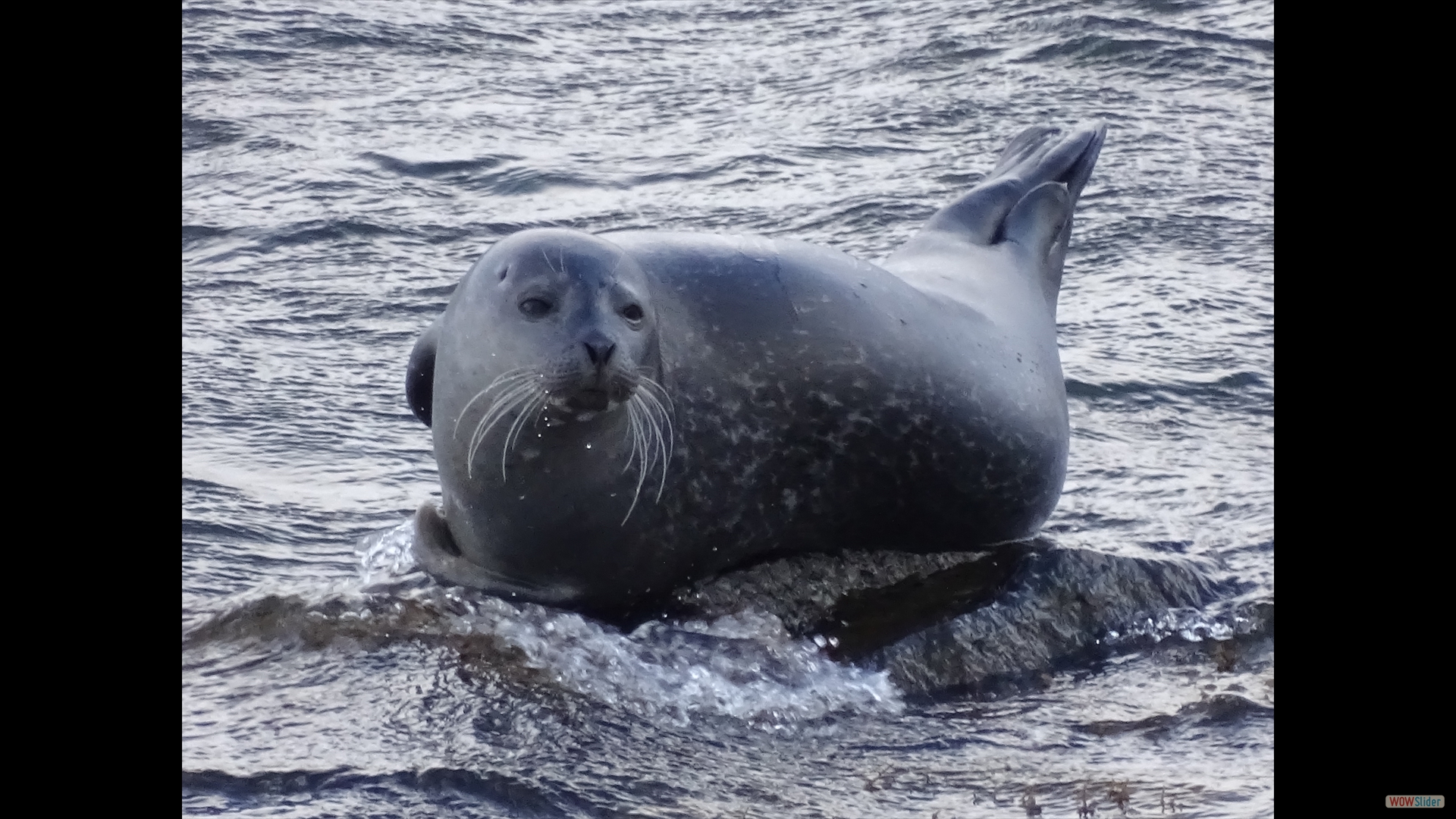 Seehund (Phoca vitulina)