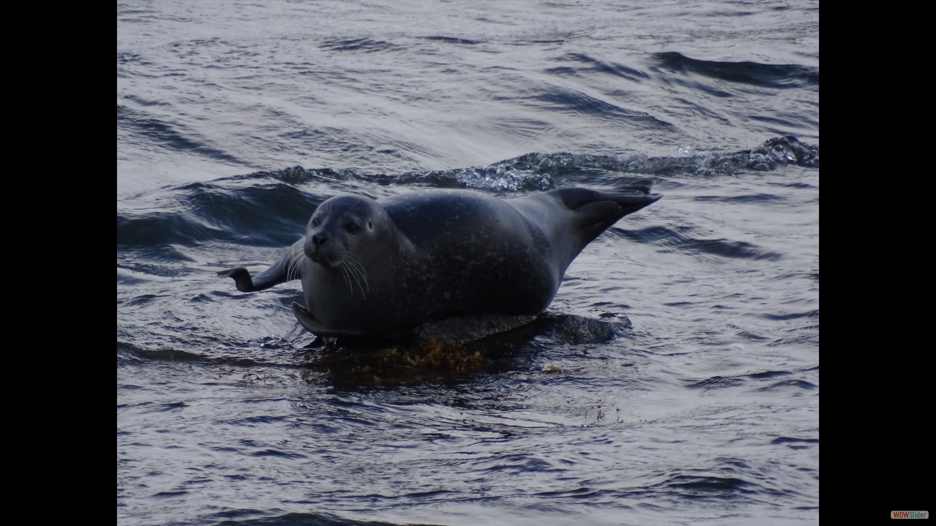 Seehund (Phoca vitulina)