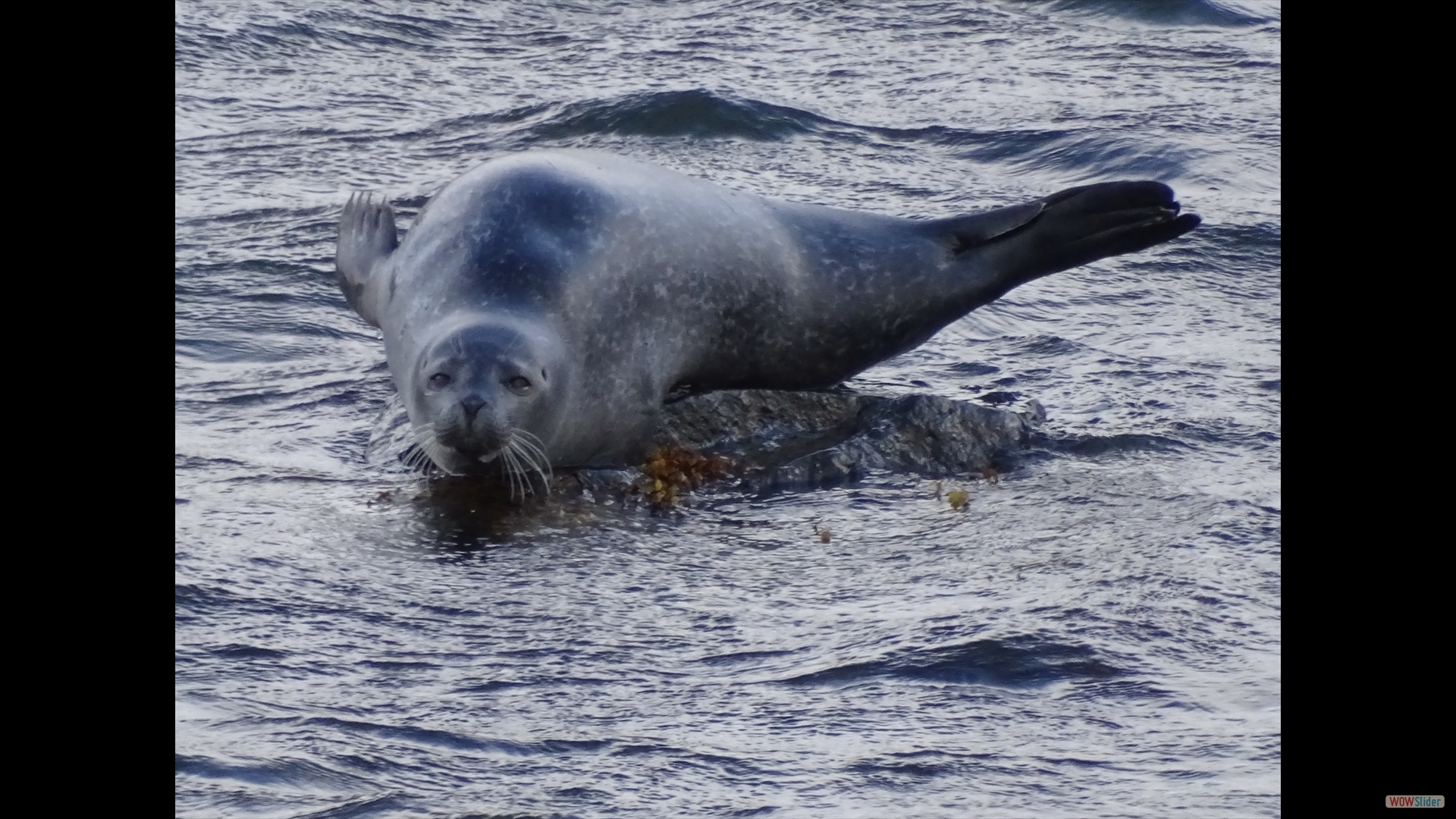 Seehund (Phoca vitulina)