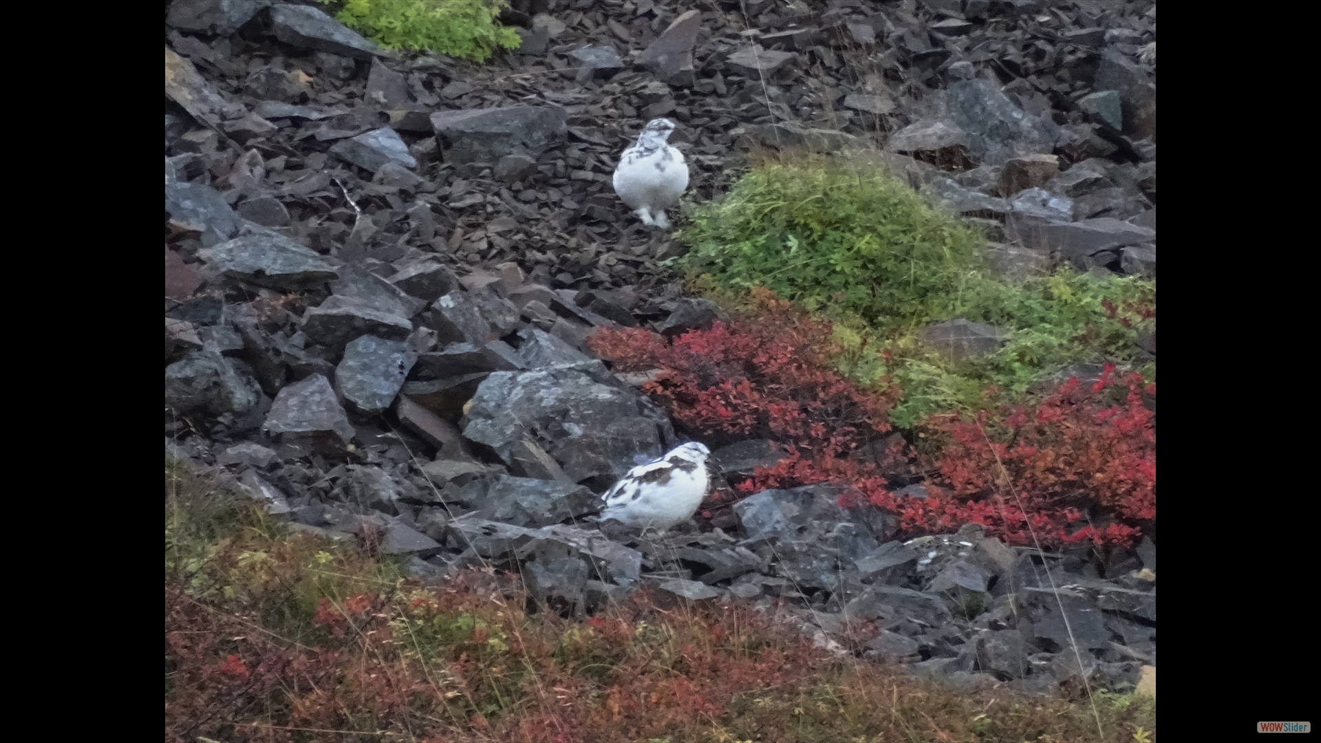 Alpenschneehuhn (Lagopus mutus)