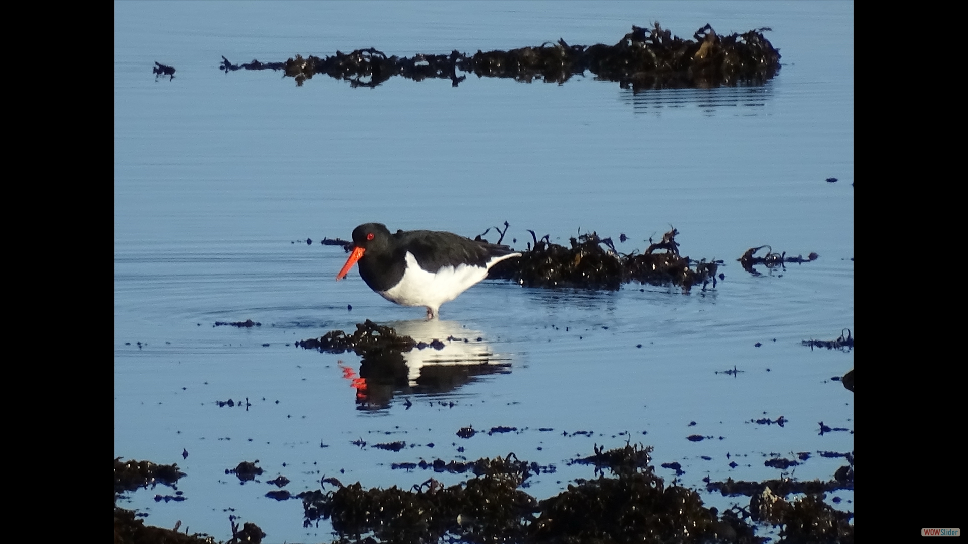 Austernfischer (Haematopus ostralegus)