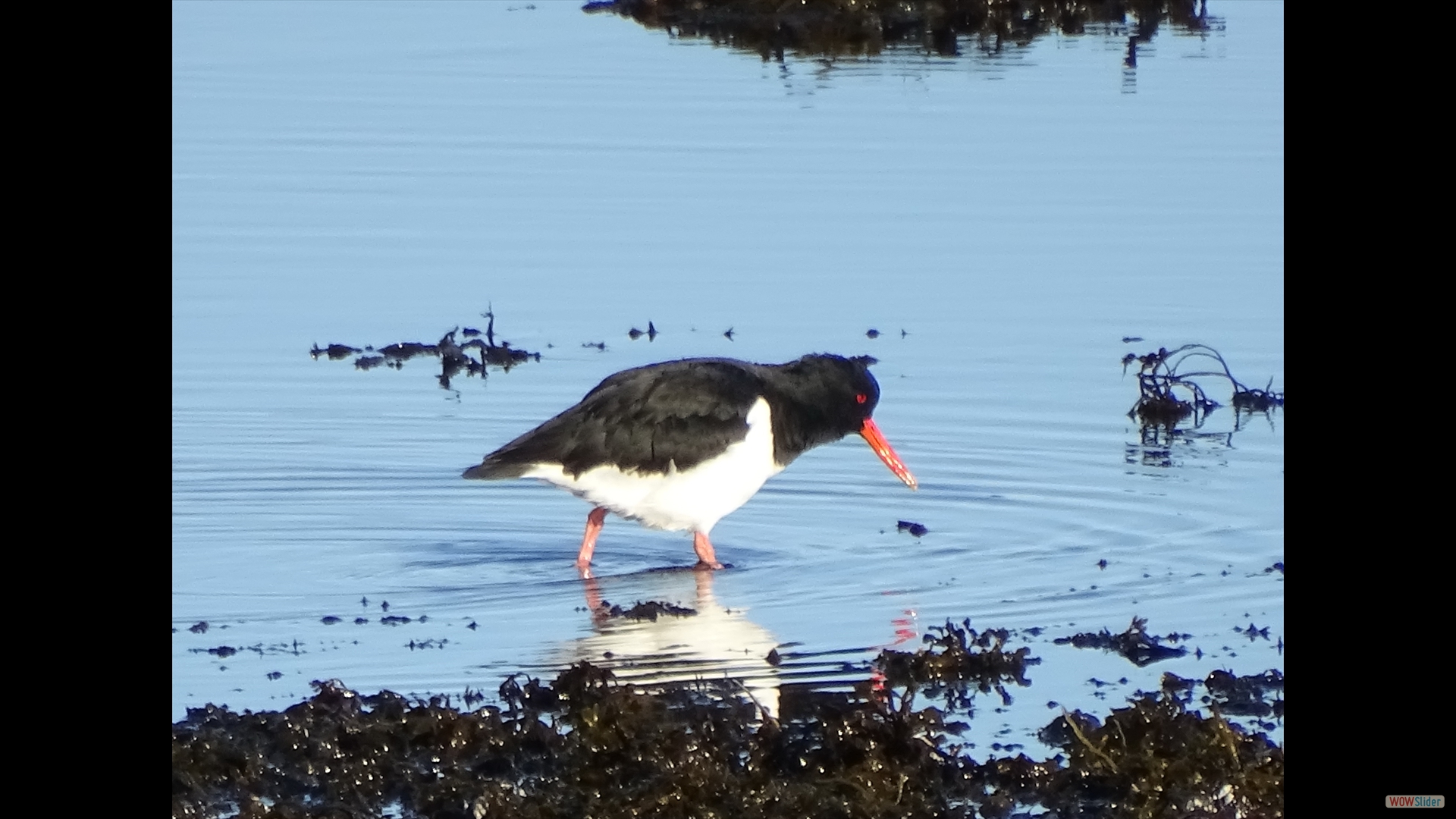 Austernfischer (Haematopus ostralegus)