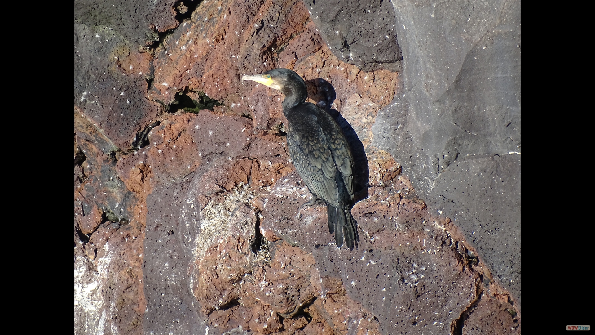 Krähenscharbe (Gulosus aristotelis)