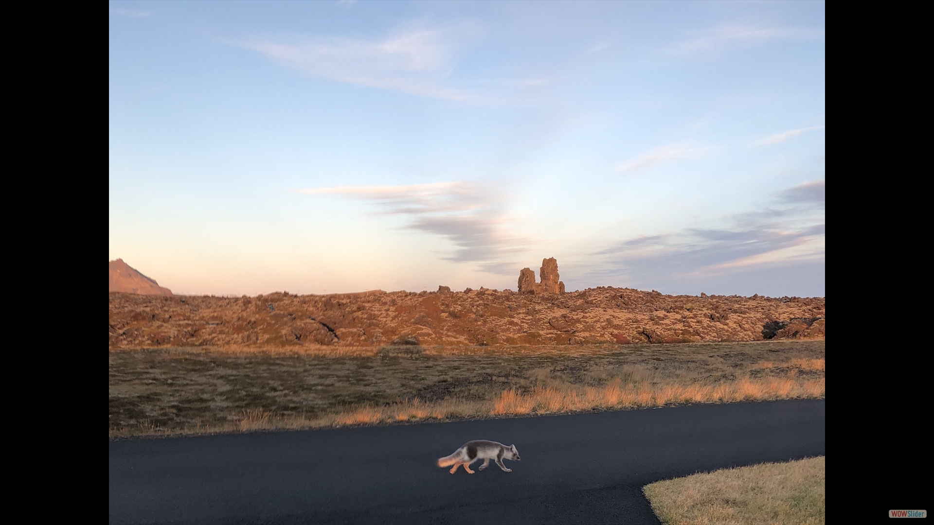 Polarfuchs im Sonnenuntergang