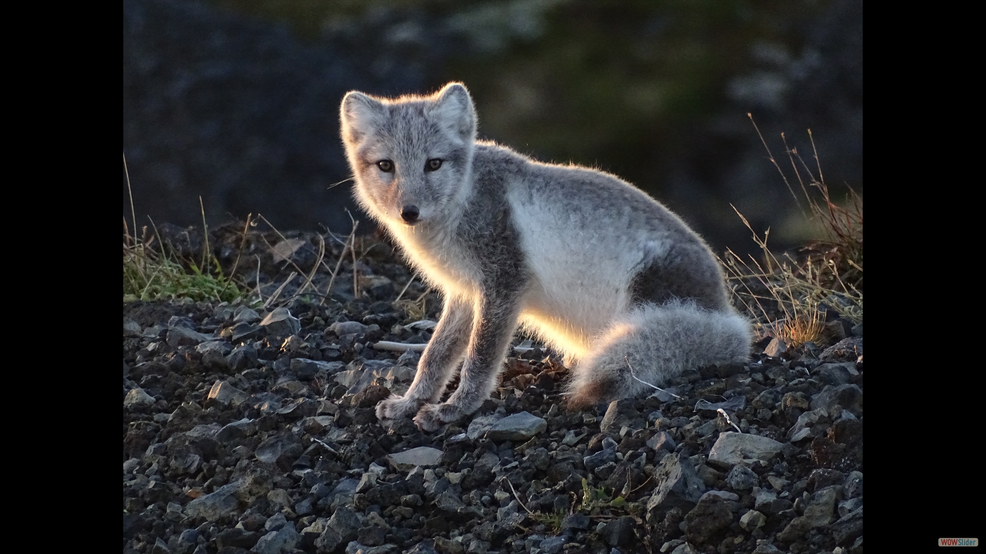 Polarfuchs (Vulpes lagopus)