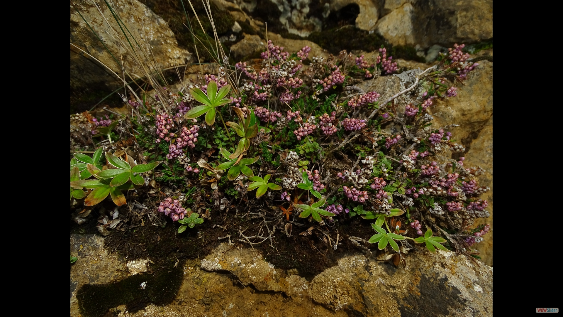 Heidekraut (Calluna vulgaris), Alpen-Frauenmantel (Alchemilla alpina)