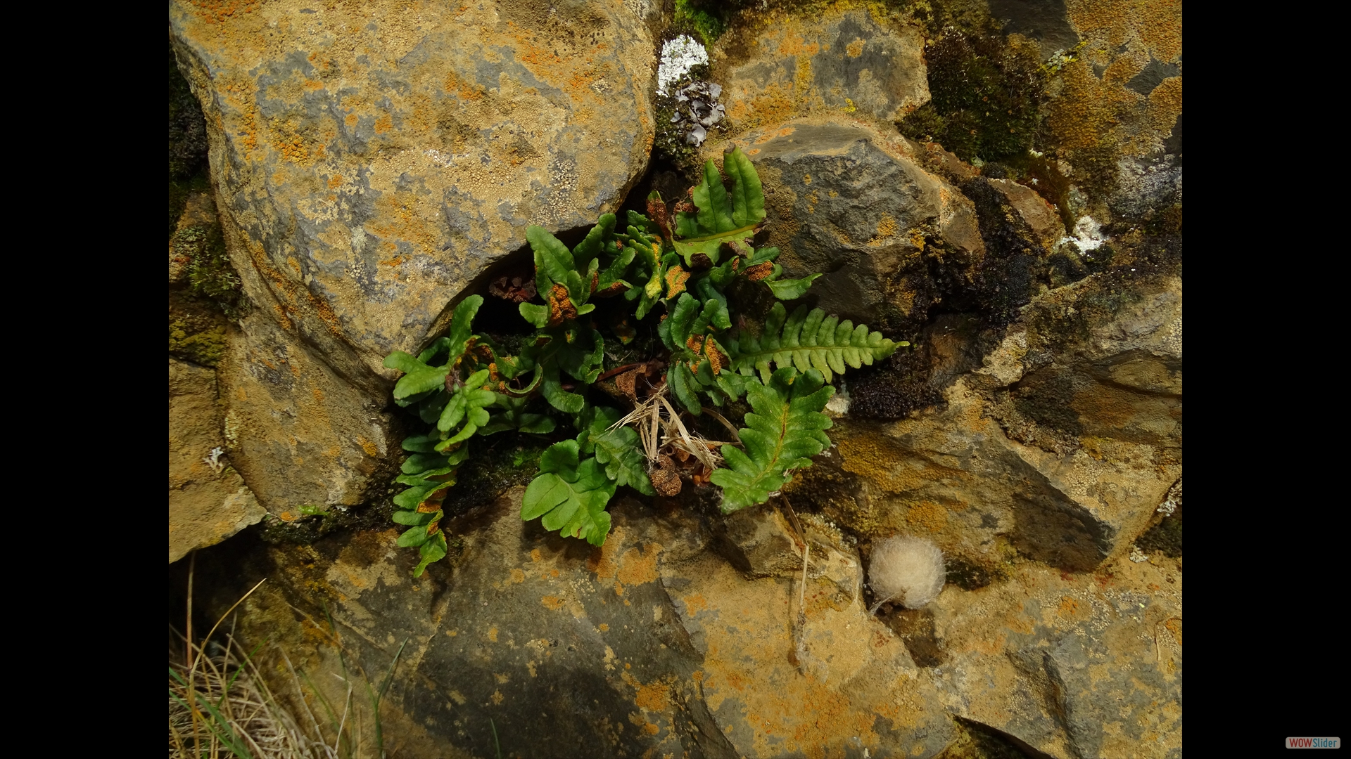 Tüpfelfarn (Polypodium)