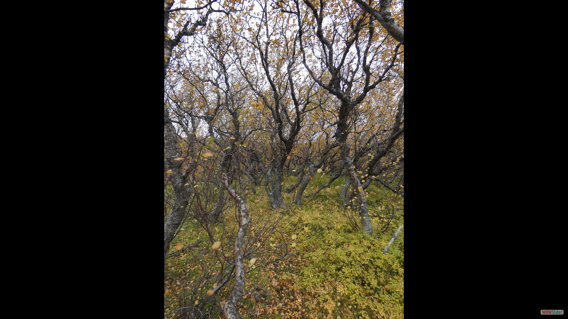 Betula pubescens (Moor-Birke)