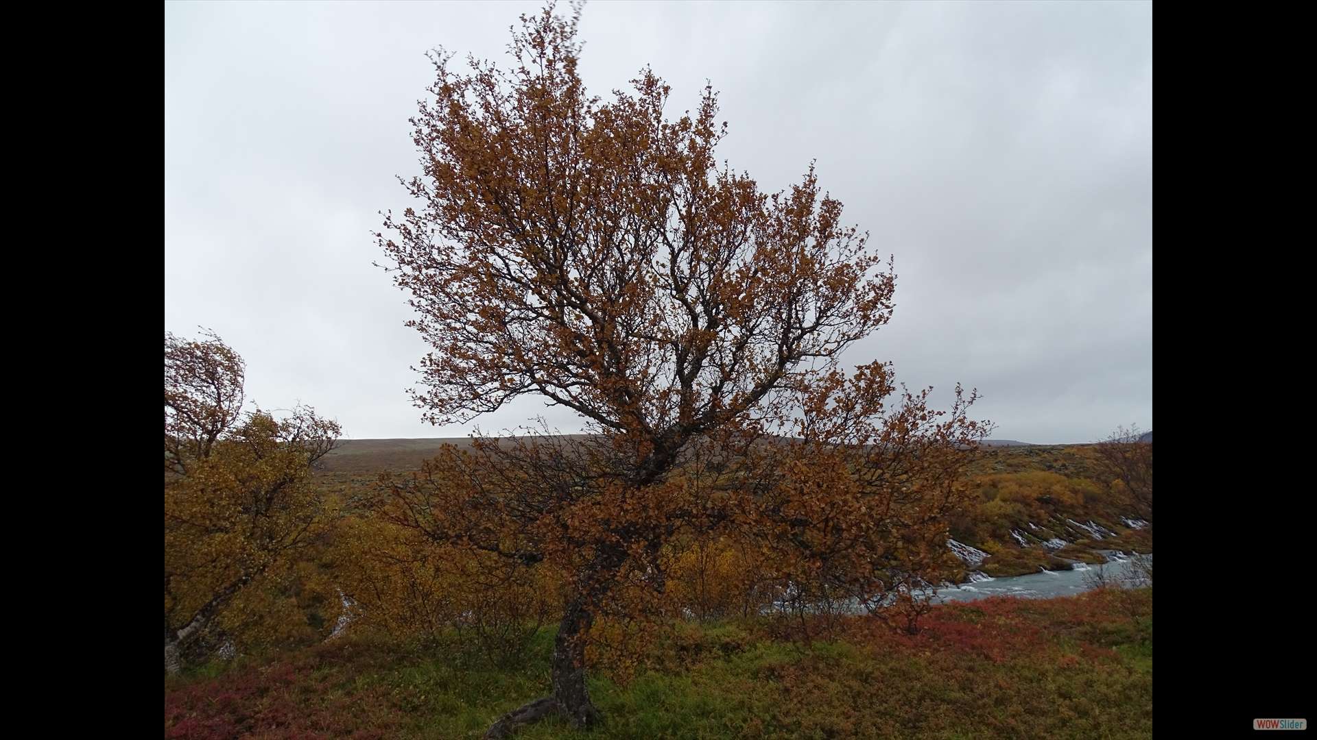 Betula pubescens (Moor-Birke)