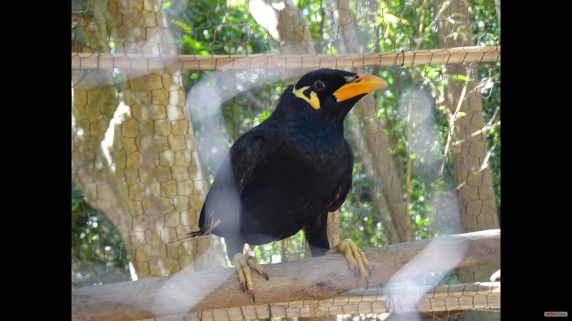 Beo (Gracula religiosa)