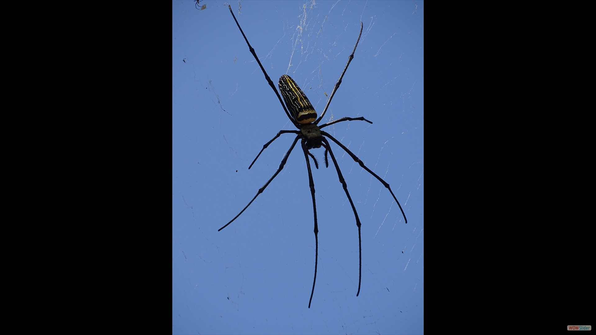 Webspinne (Nephila pilipes)