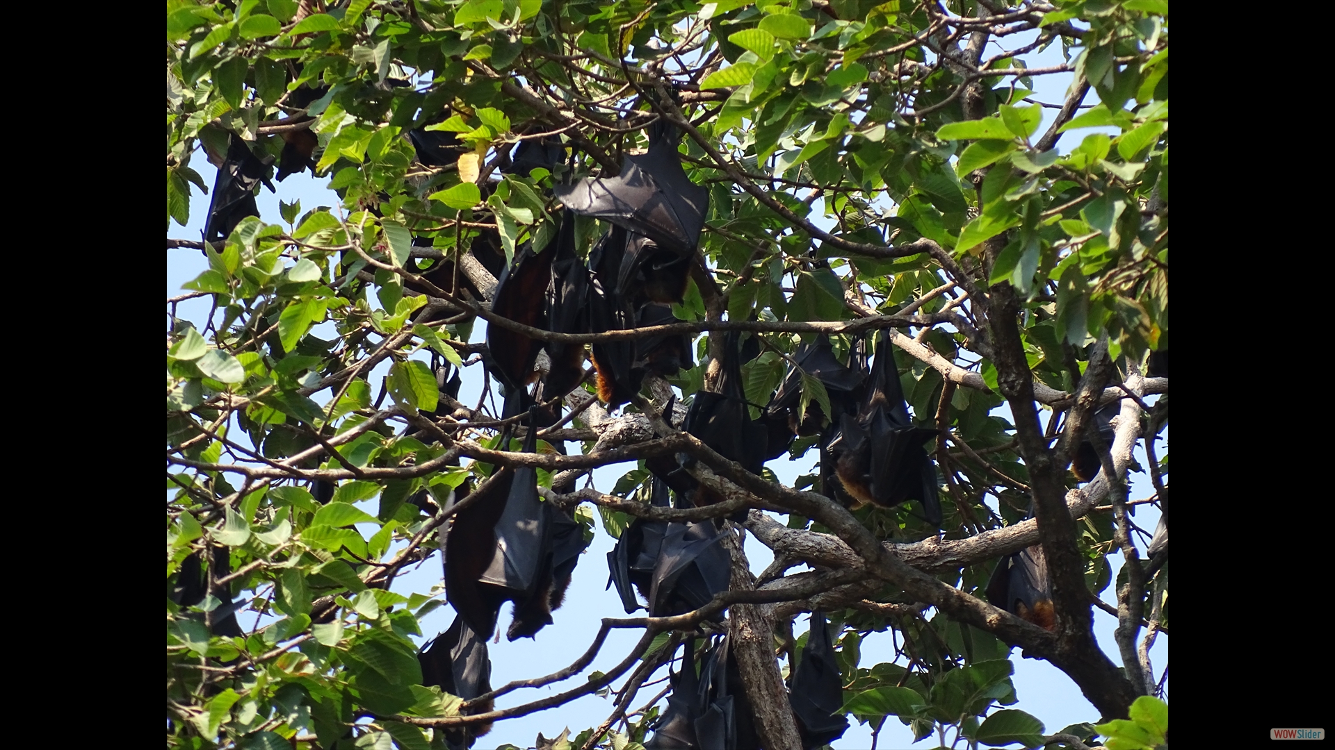 Lyle's flying fox (Pteropus lylei)