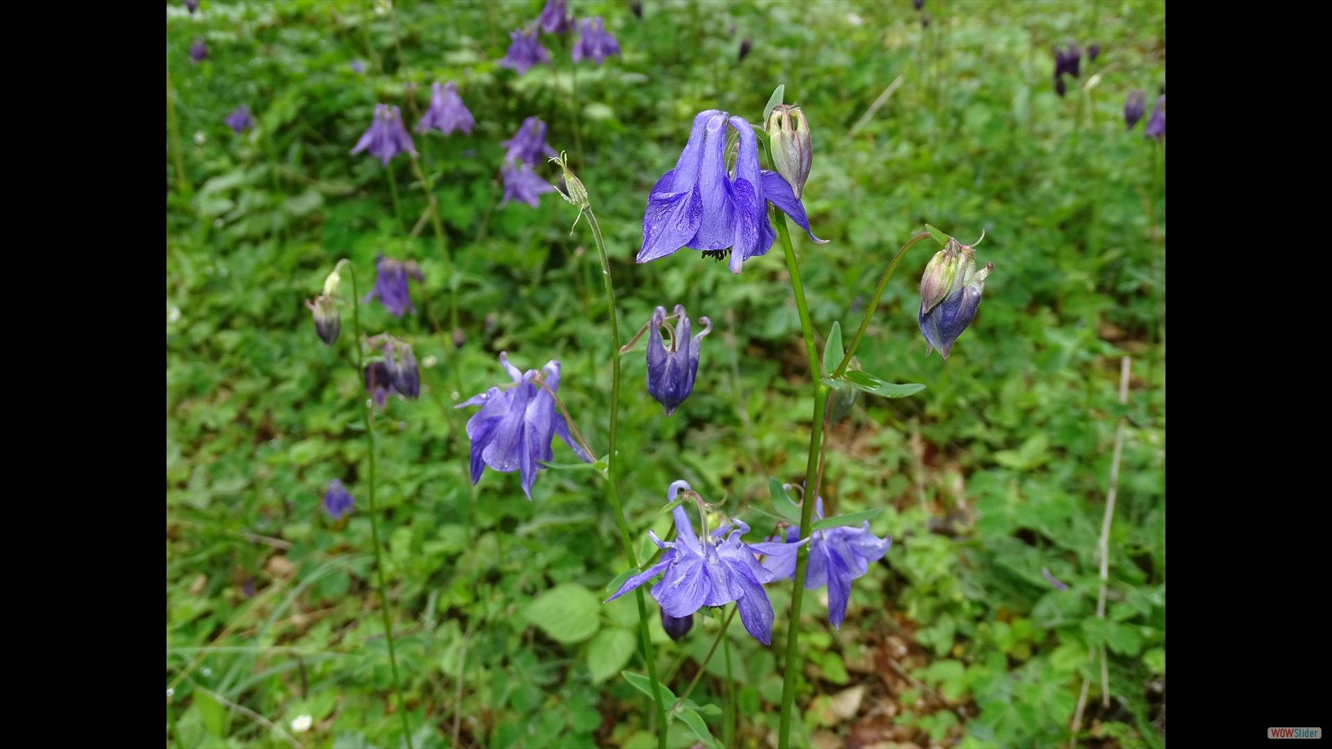 Aquilegia-vulgaris_Gewöhnliche Akelei