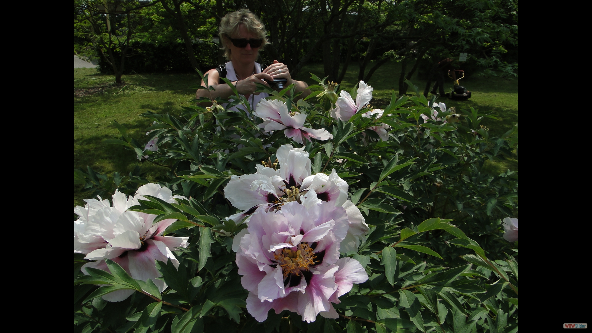 Paeonia