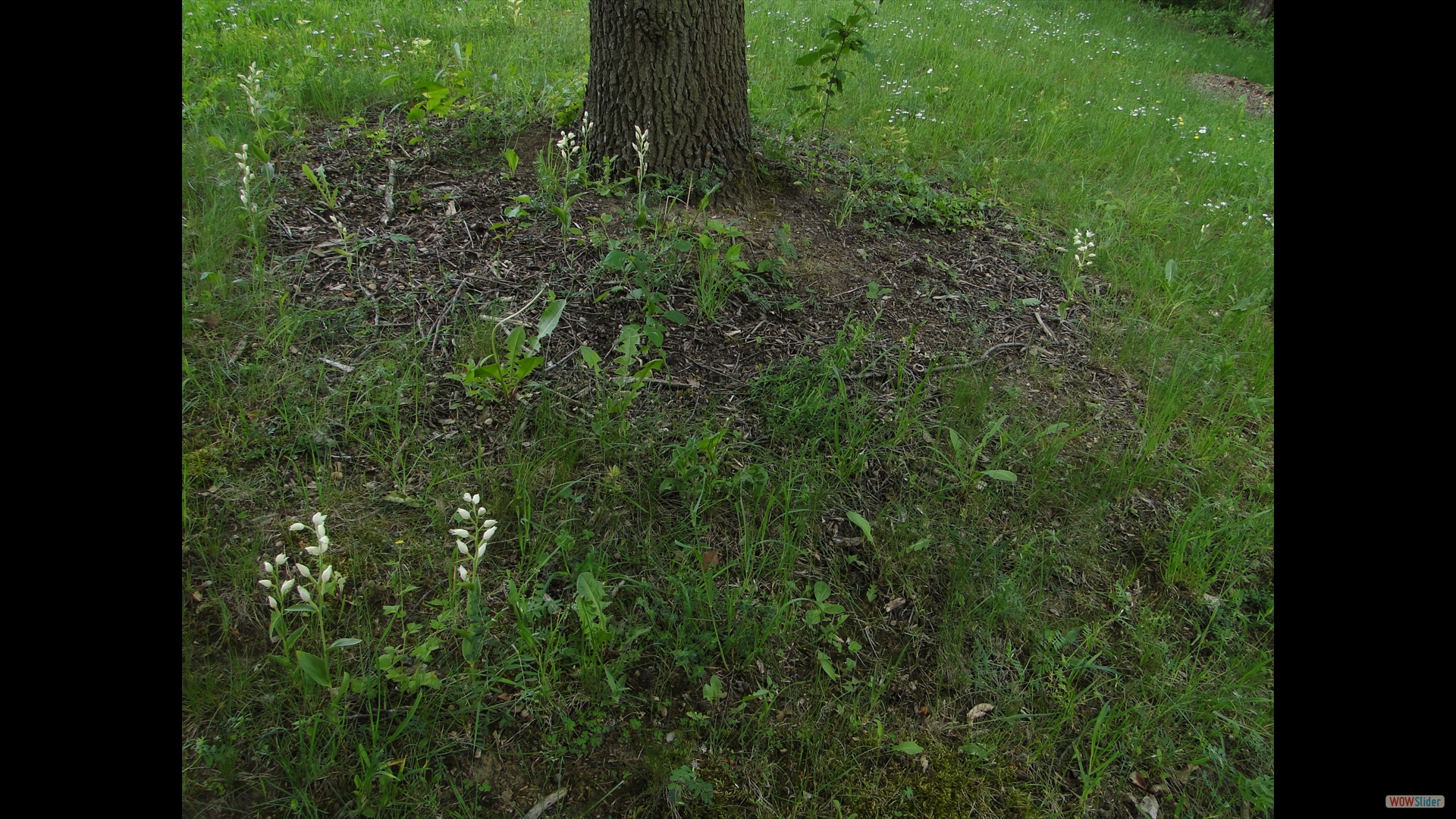 Weißes Waldvöglein (Cephalanthera-damasonium)
