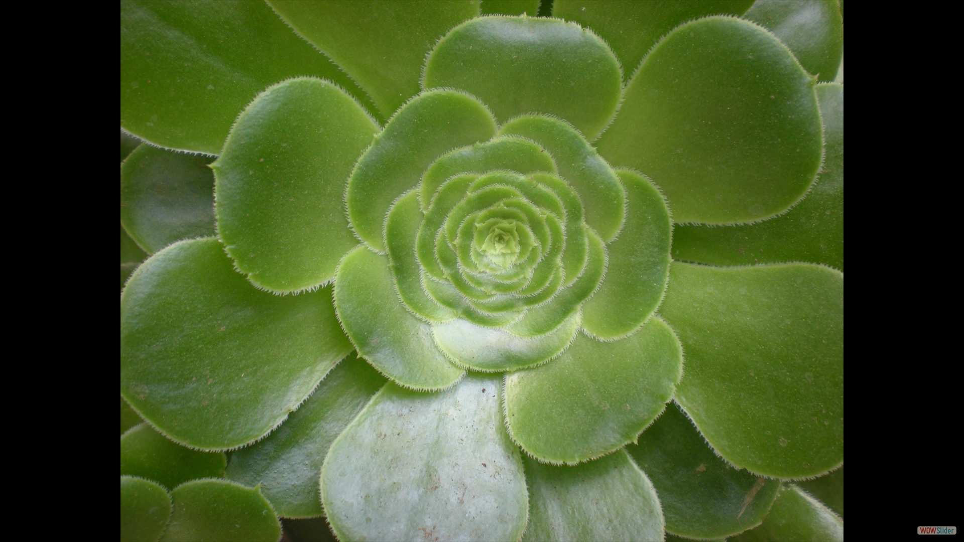 Aeonium
