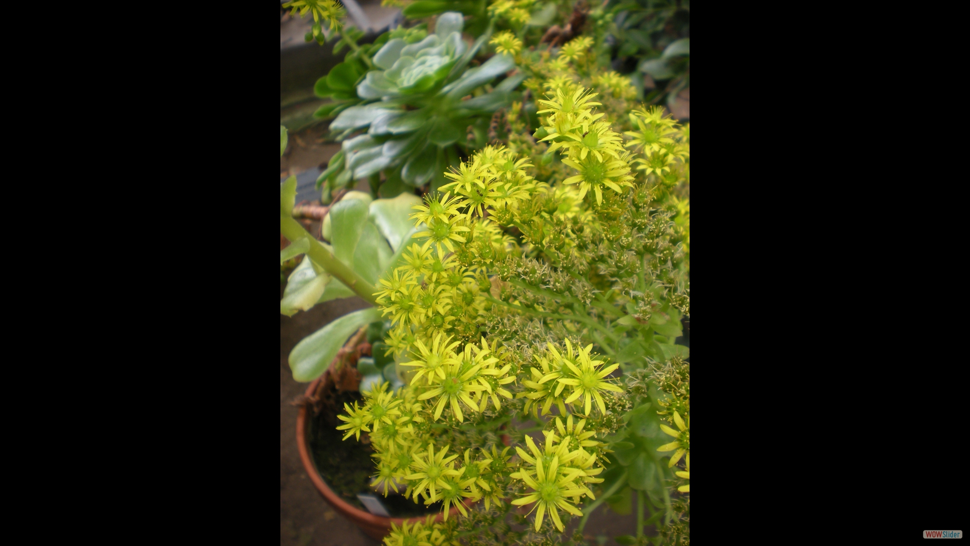 Aeonium