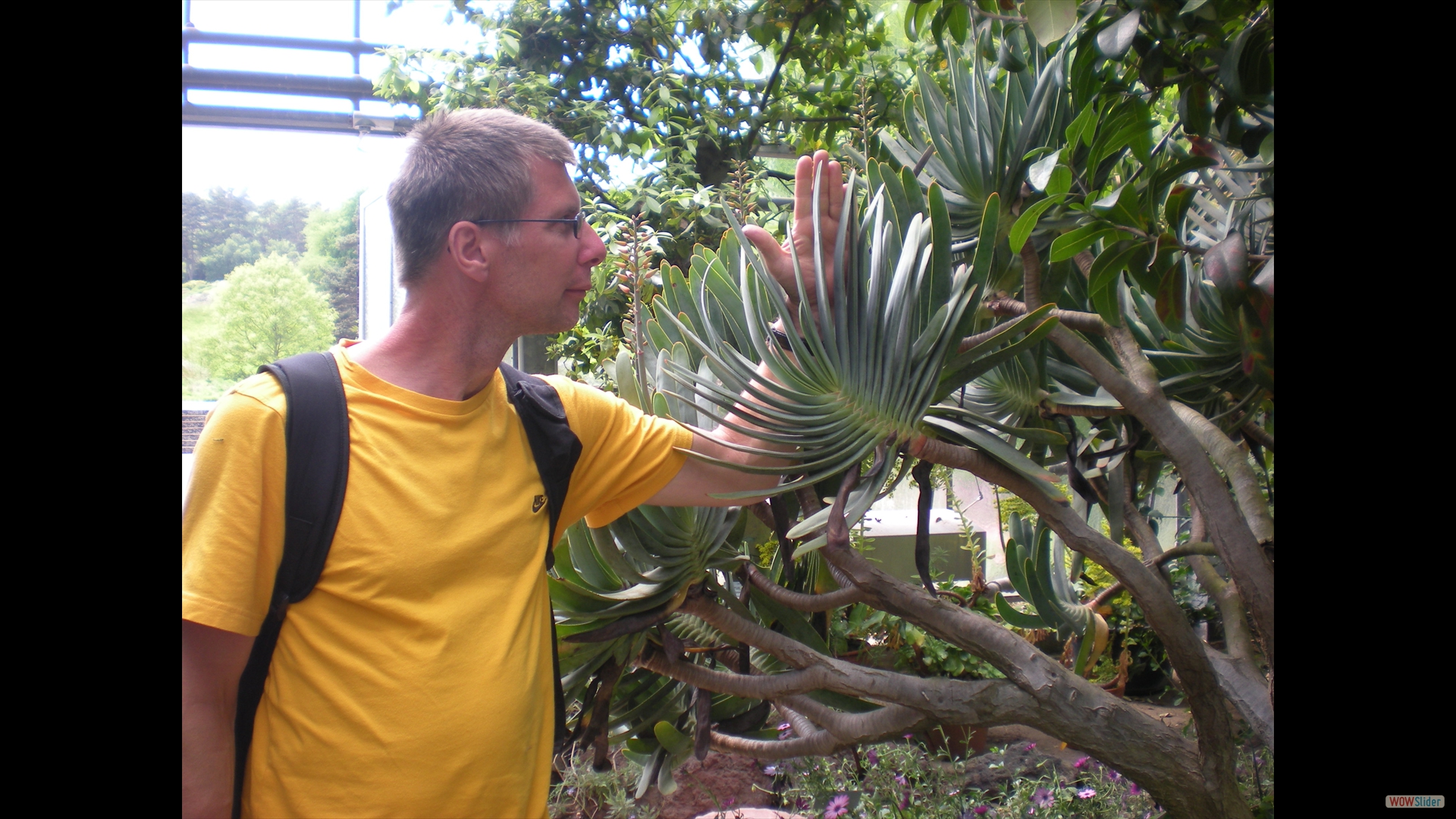 Aloe plicata