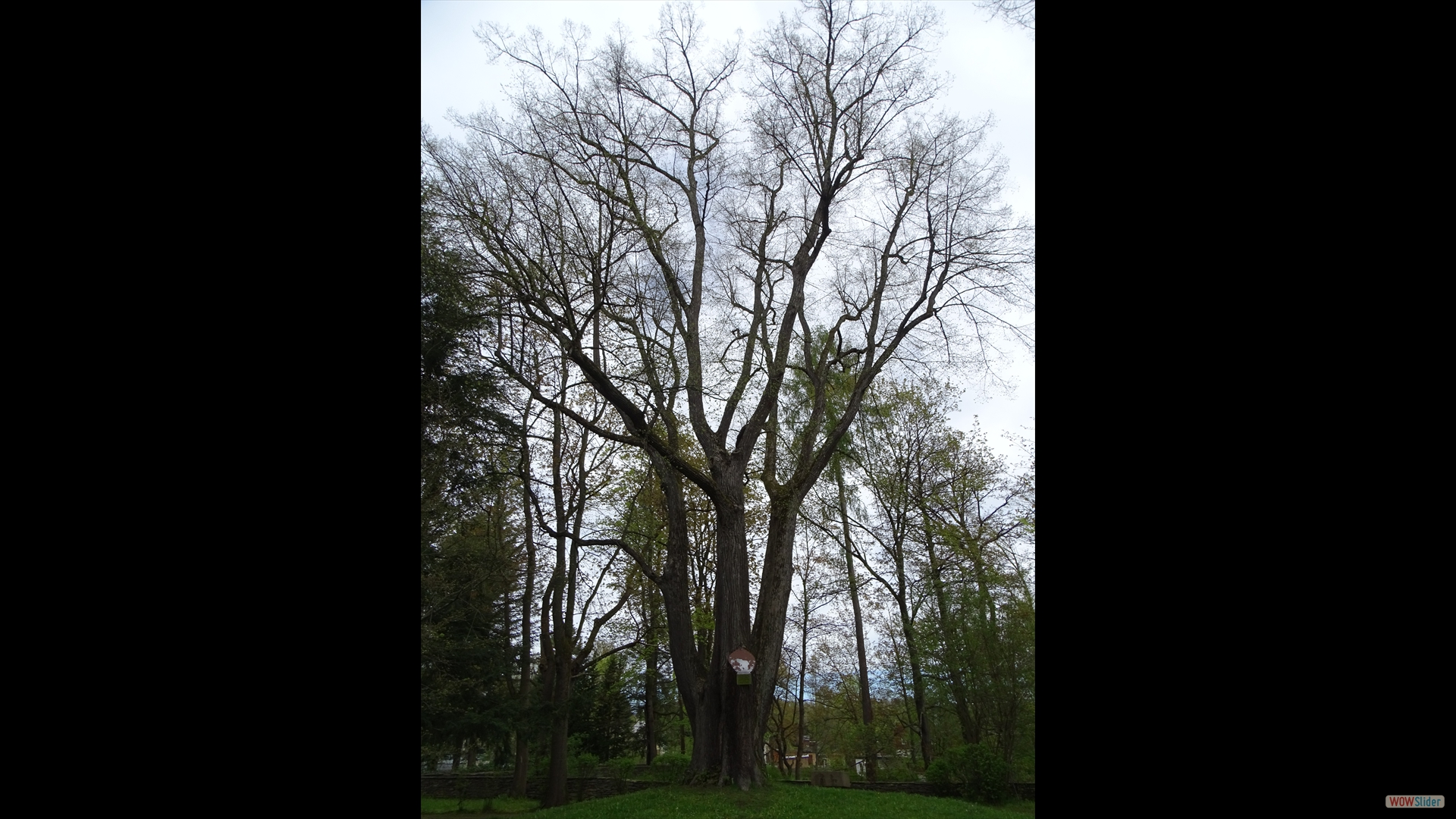 Winterlinde (Tilia cordata) - im Schloss Schlettau