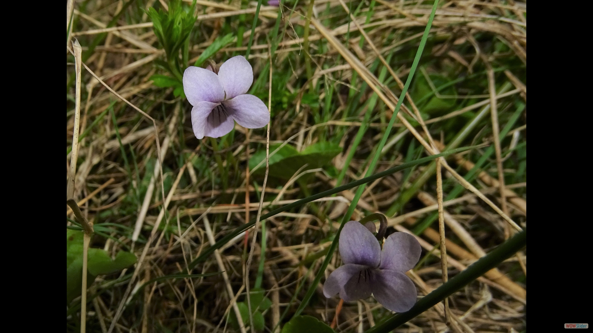 Moor-Veilchen (Viola uliginosa)