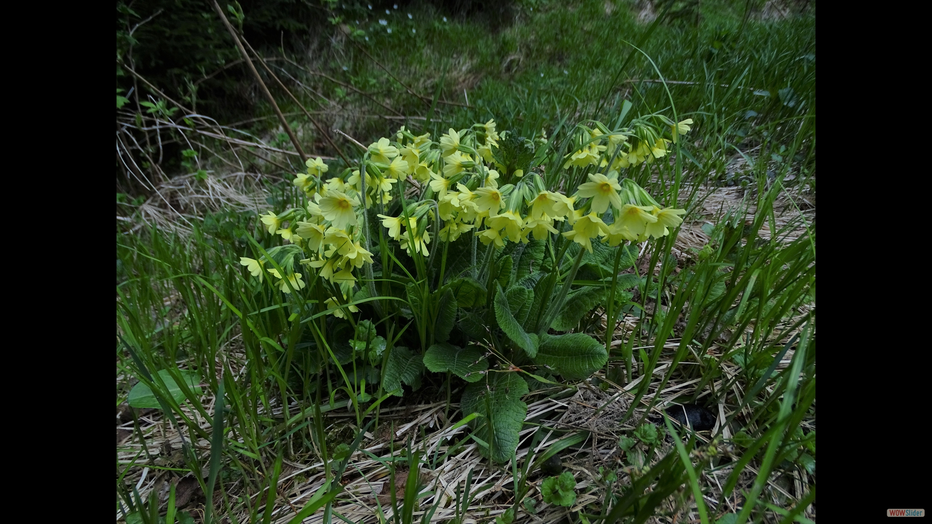 Primula edulis