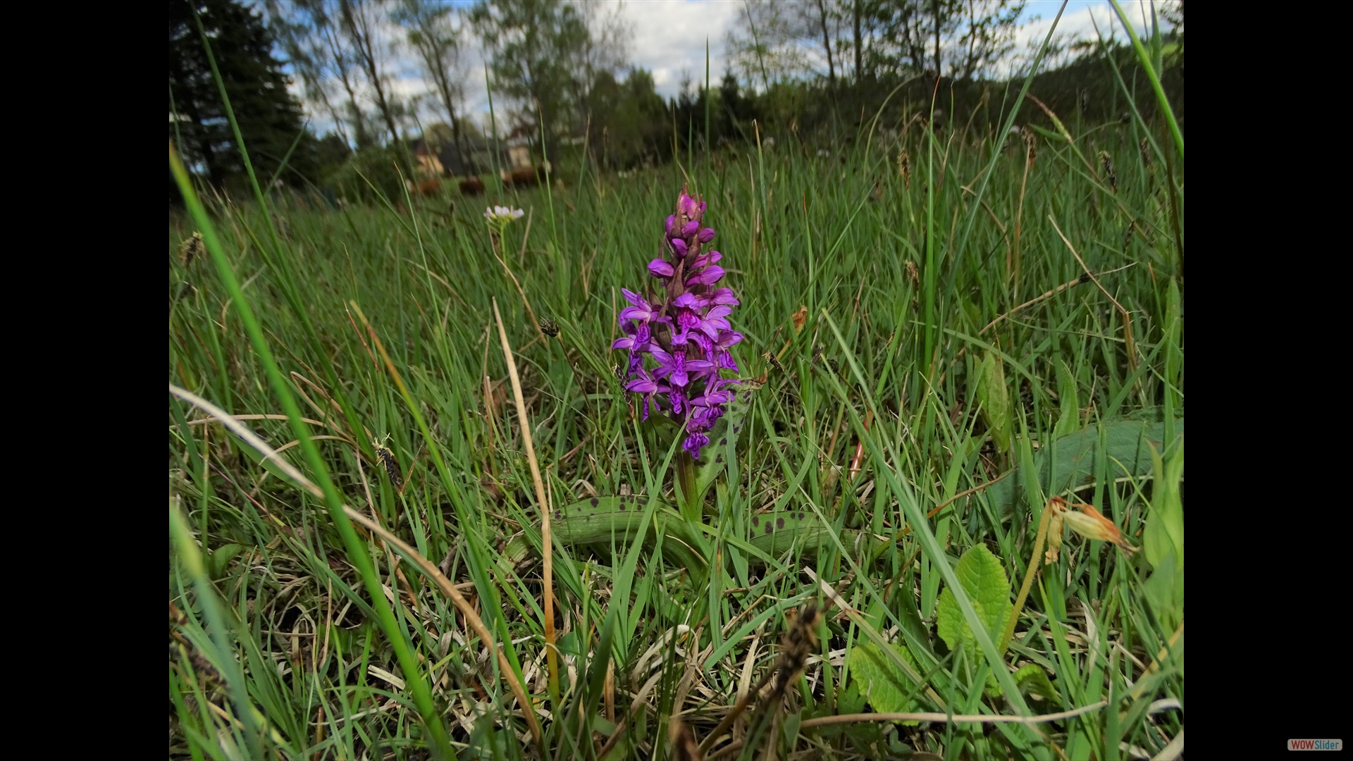 Dactylorhiza majalis