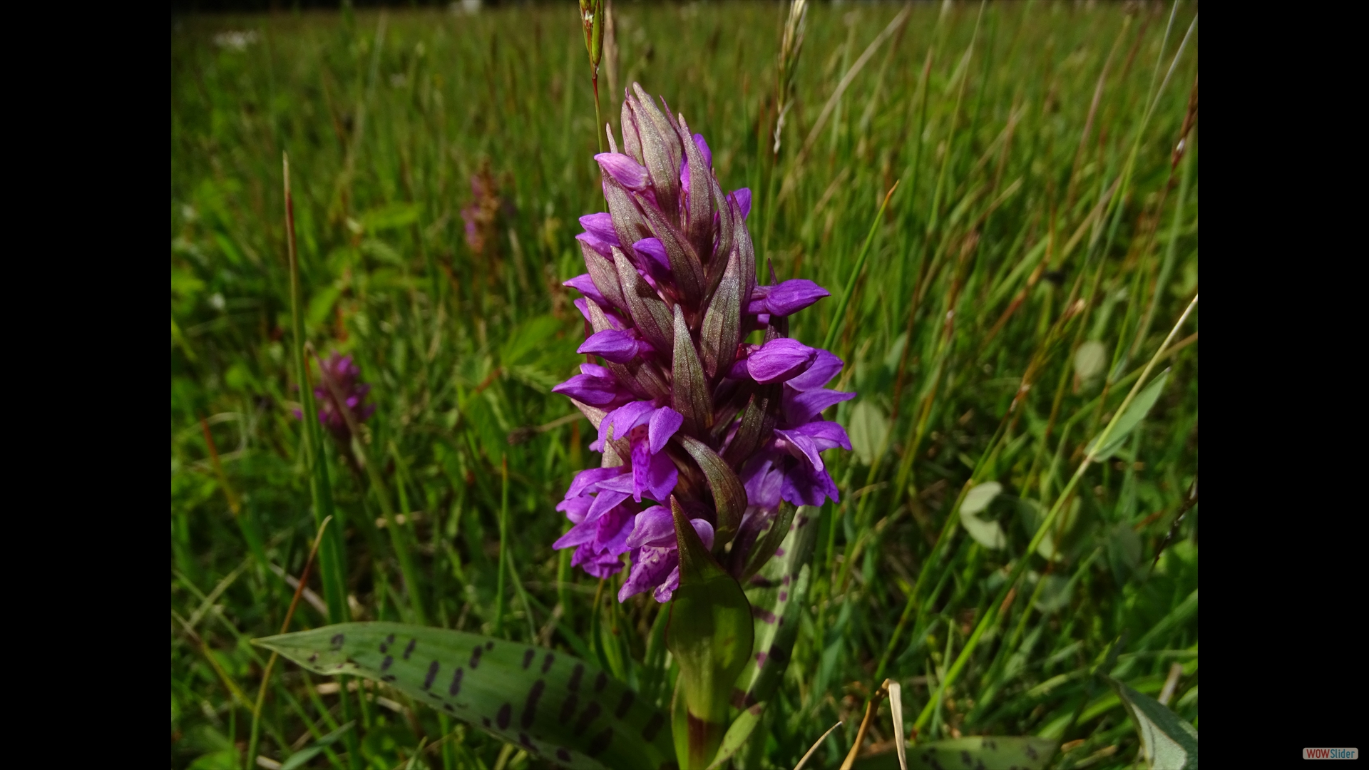 Dactylorhiza majalis