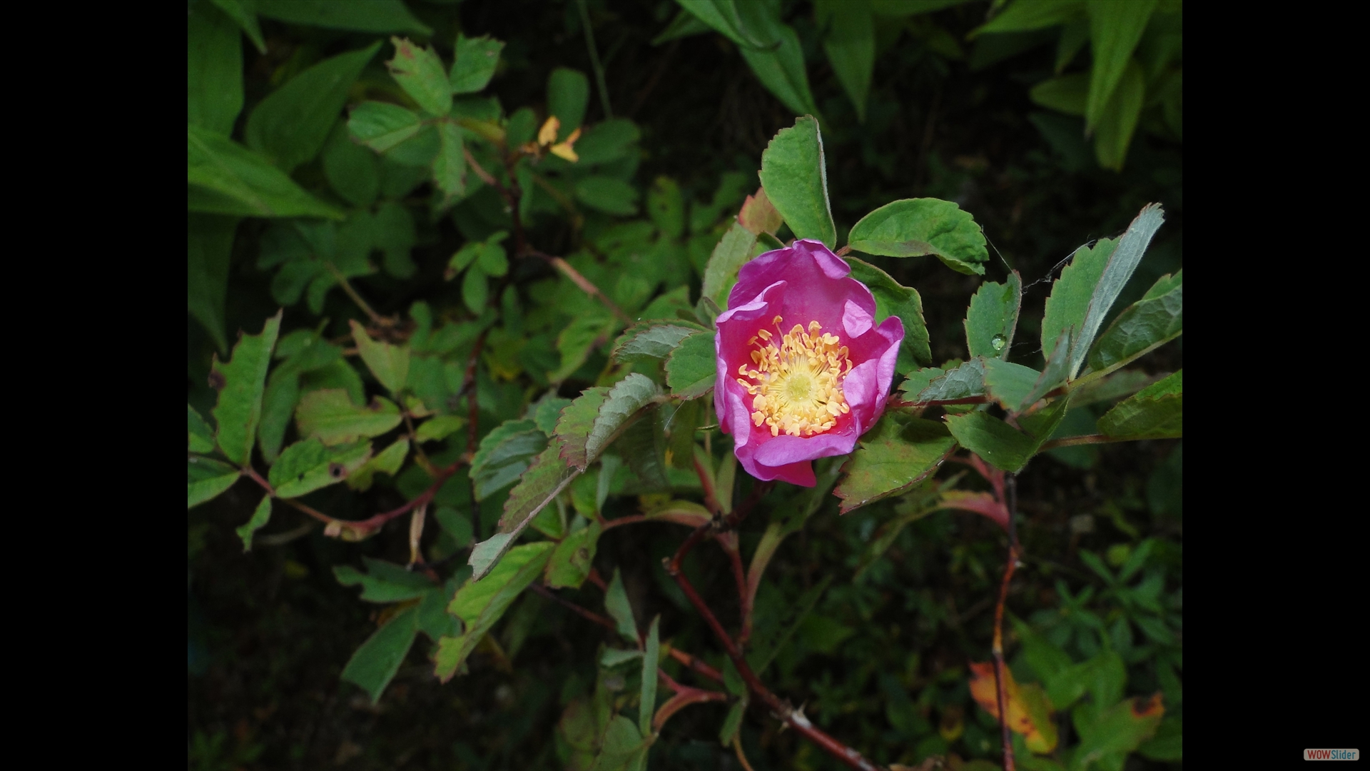Rosa-Schellerhau