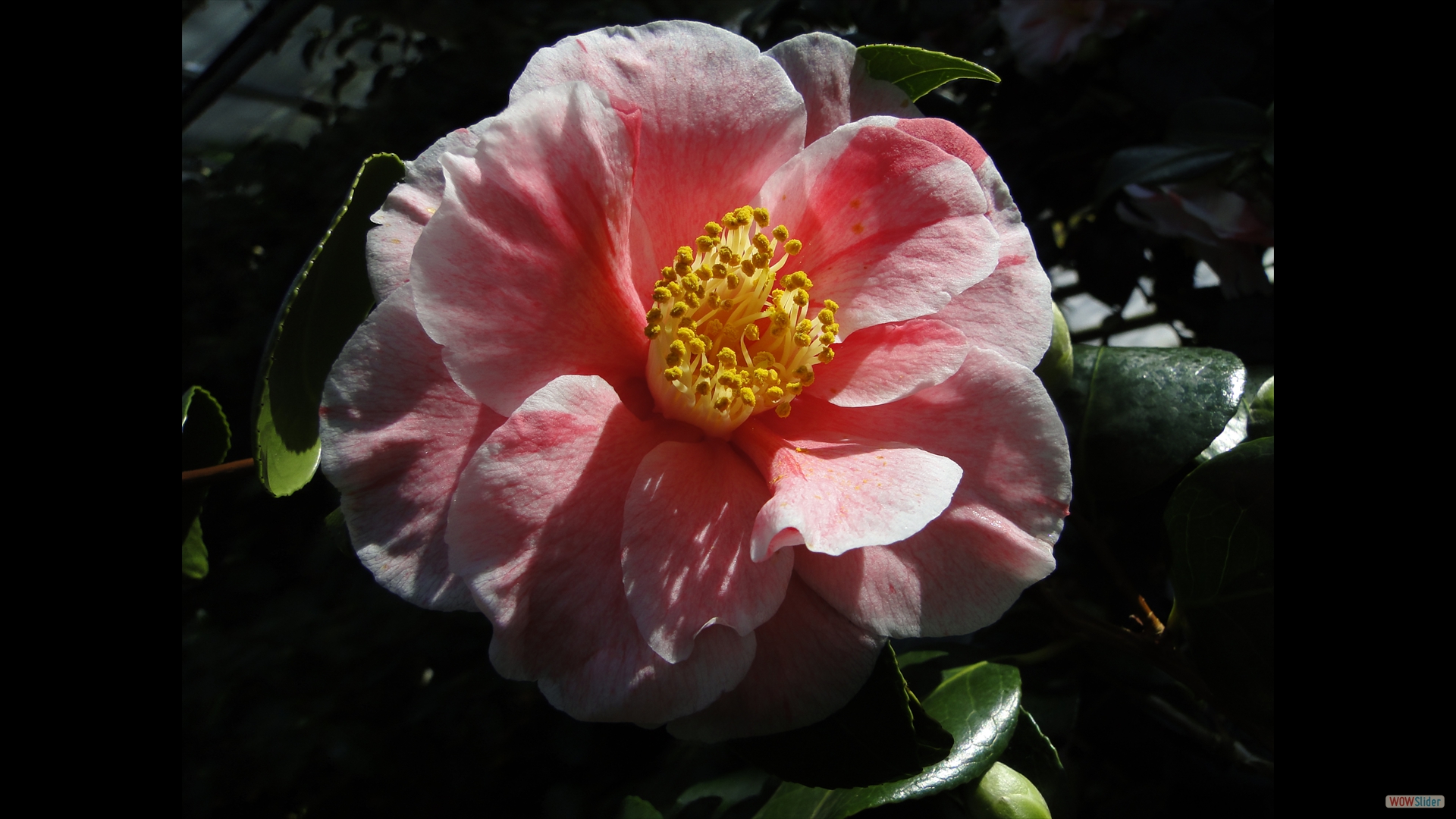 Camellia japonica 'Tricolor de Siebold'