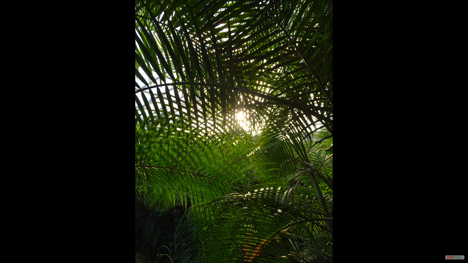 javascript photo gallery