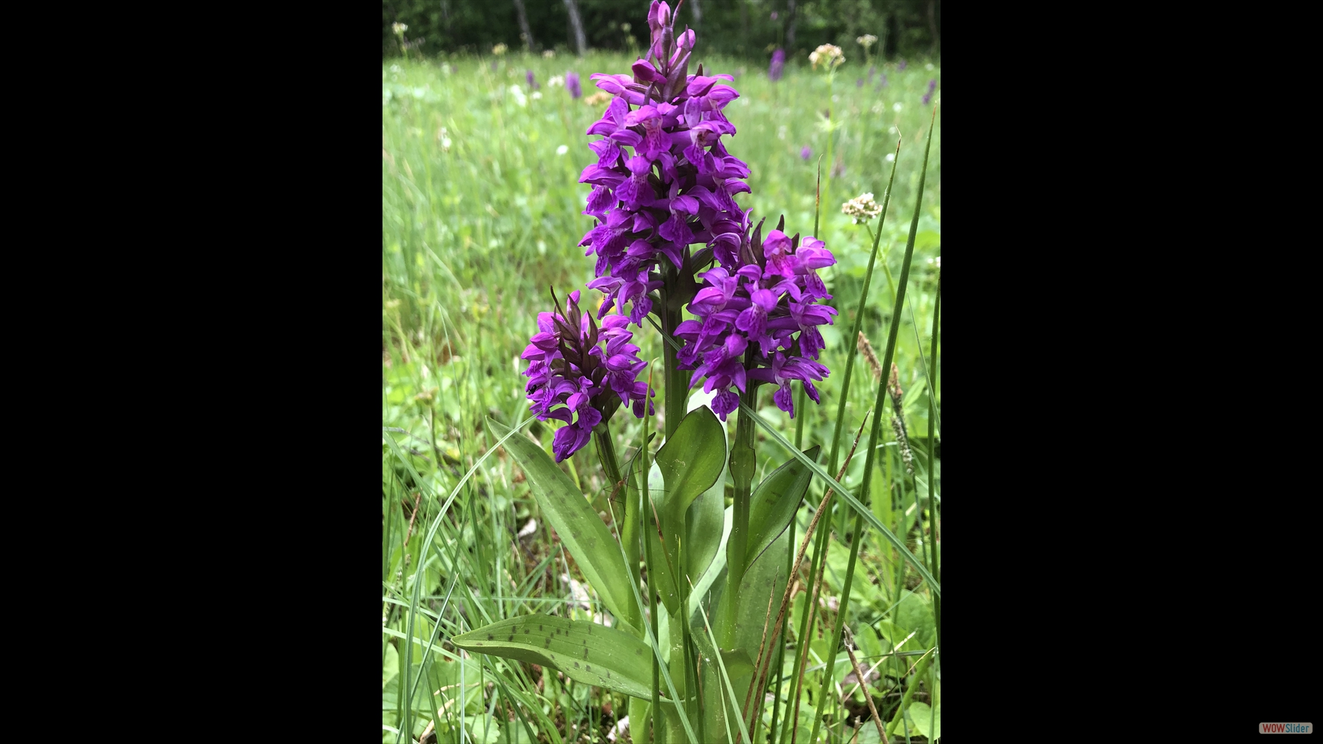 Breitblättrige Knabenkraut (Dactylorhiza majalis)