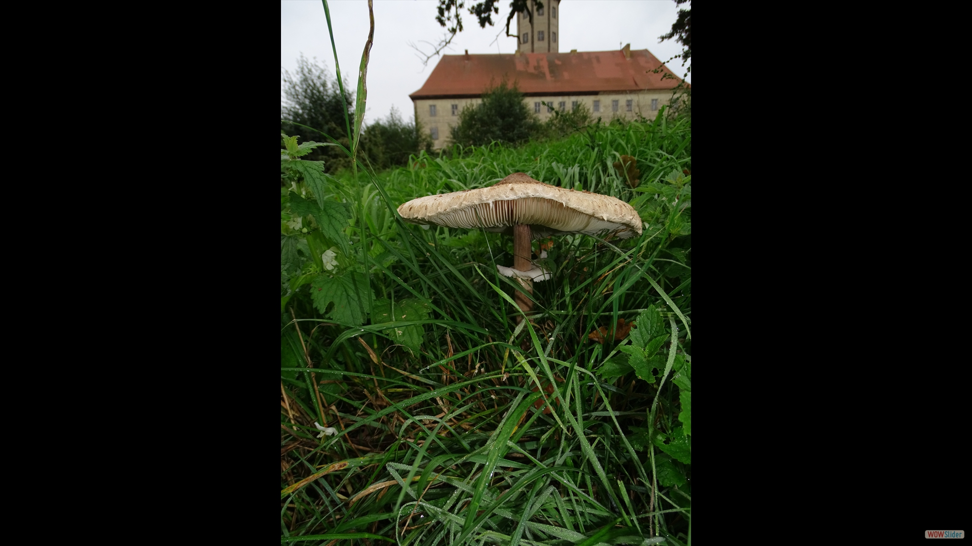 Riesenschirmpilz (Macrolepiota procera)