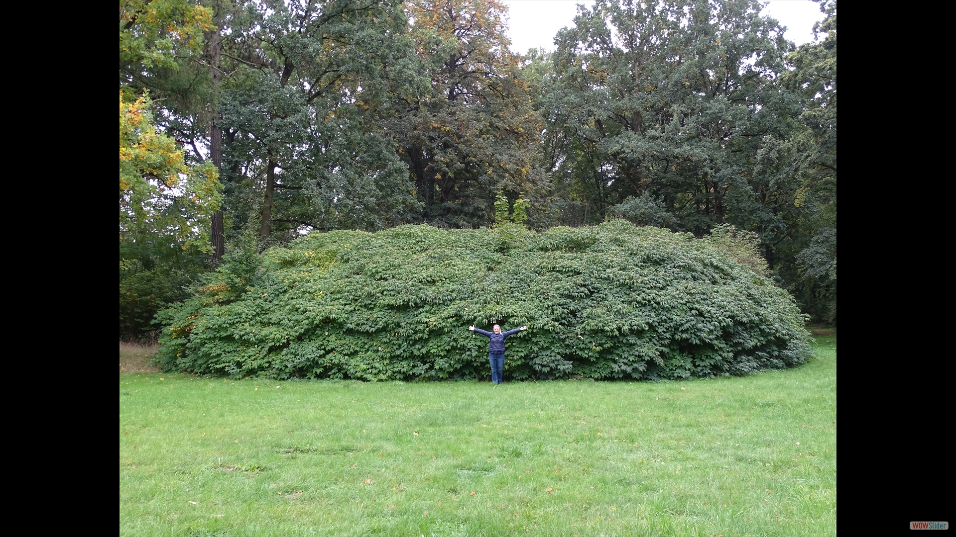 Strauchrosskastanie (Aesculus parviflora) - 28 m Durchmesser