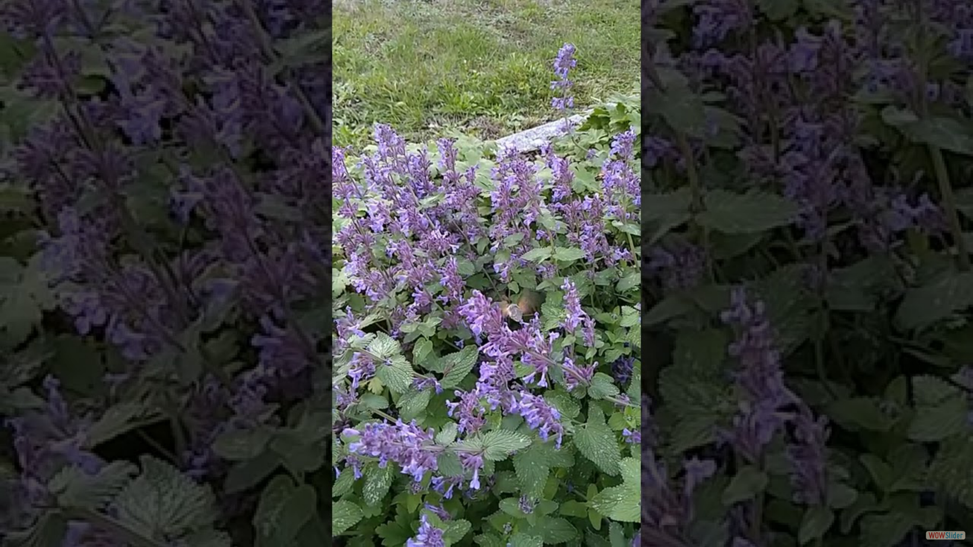 Taubenschwänzchen (Macroglossum stellatarum)