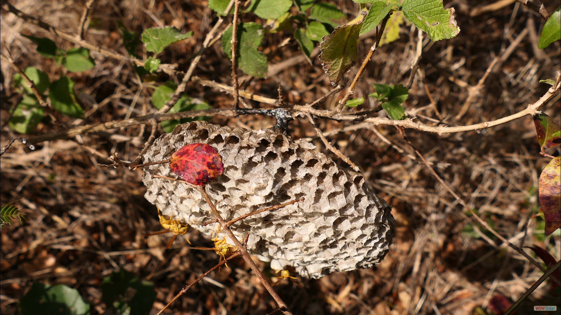 Gelbe Papierwespe ( Polistes olivaceus)