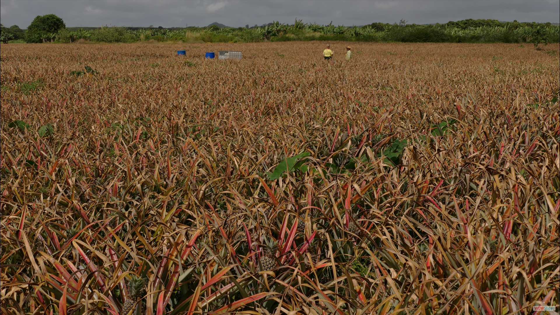 Ananas-Plantage (Ananas comosus)