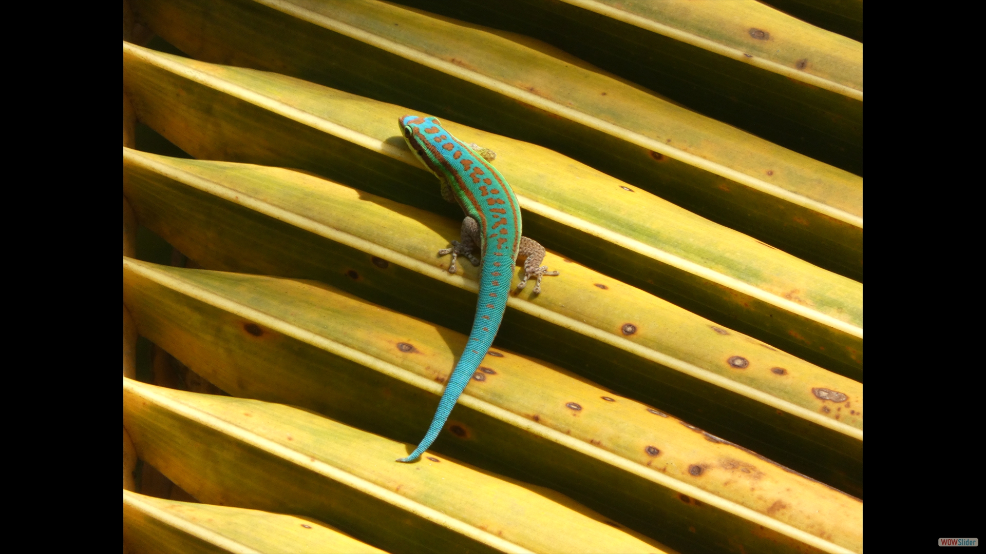 Mauritius Taggecko (Phelsuma guimbeaui)