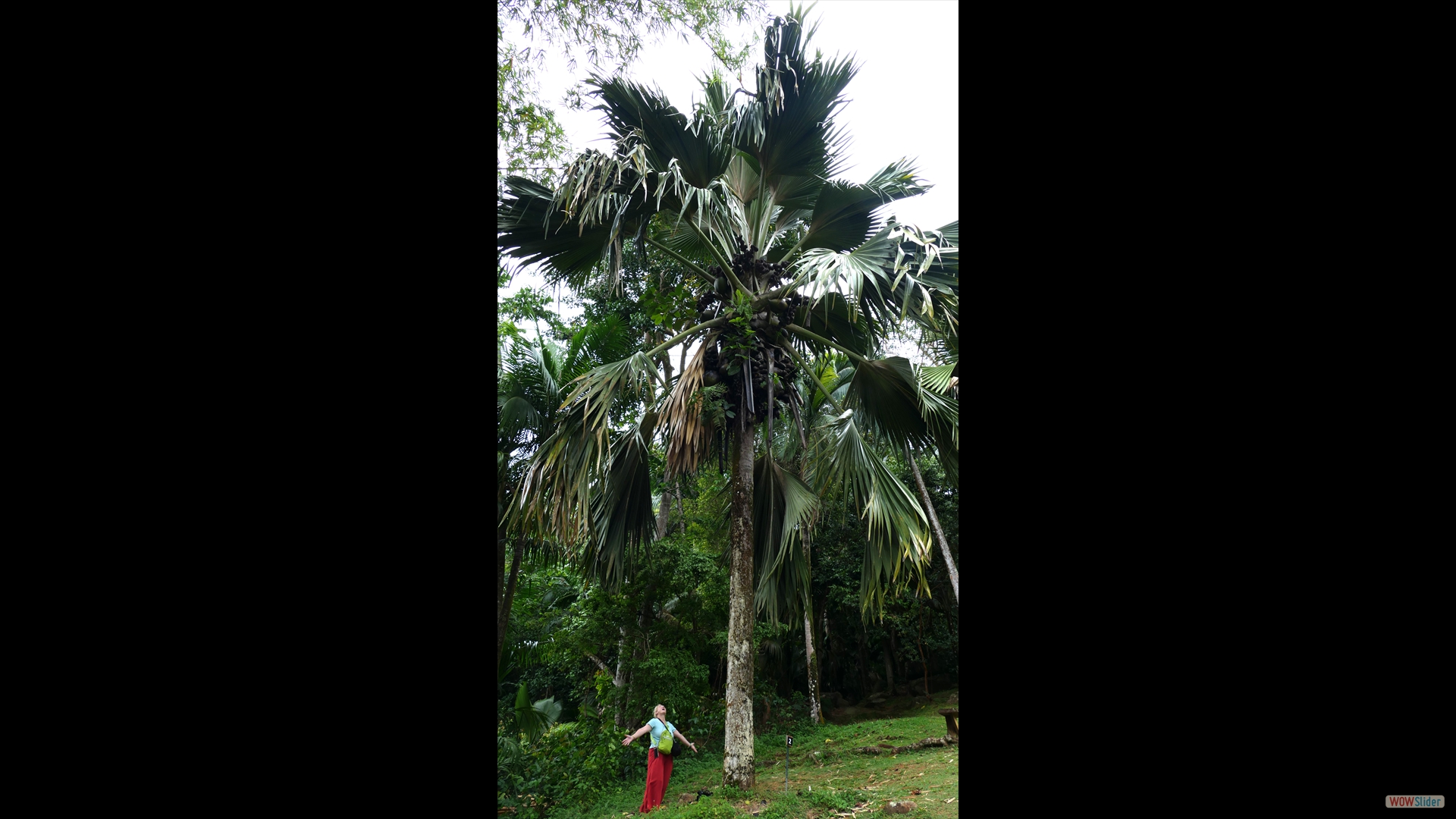 weibliche Seychellenpalme (Lodoicea maldivica)