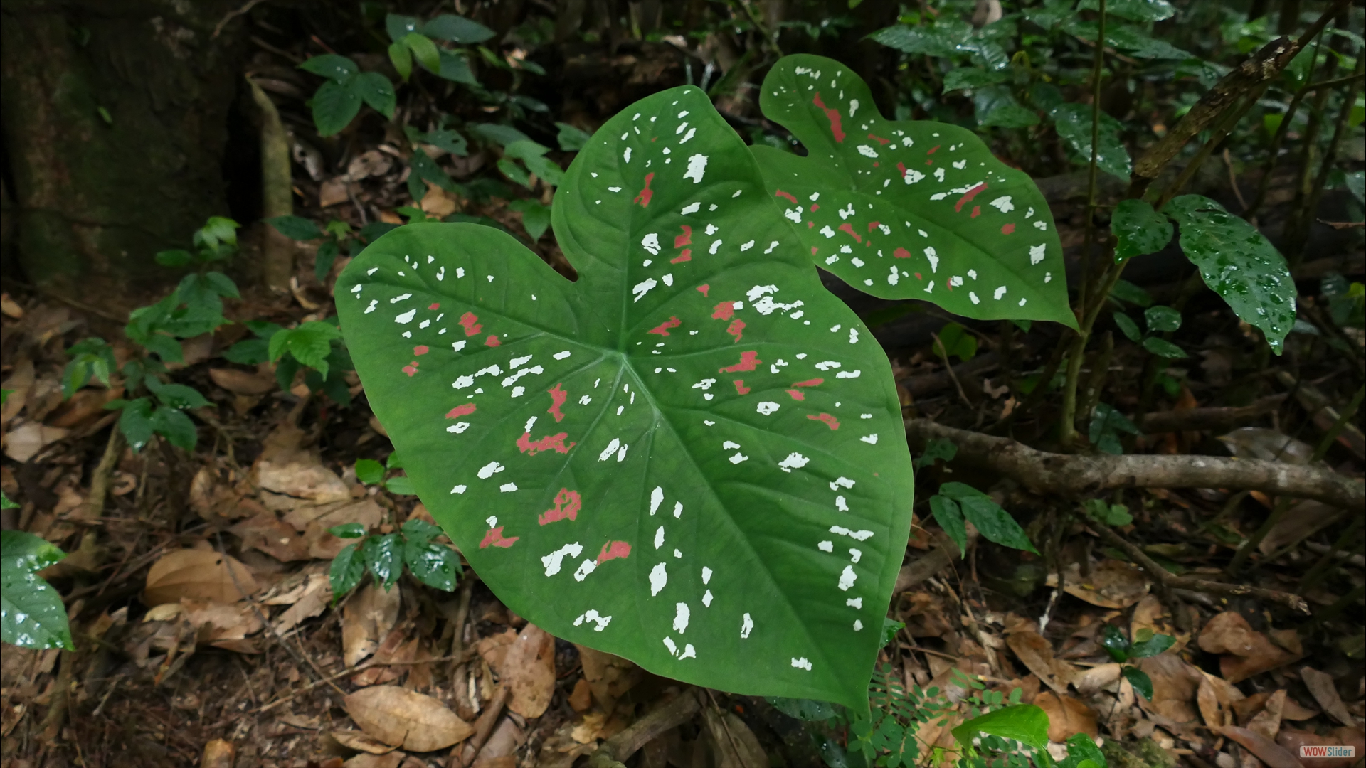 Elefanten-Ohr (Caladium bicolor)