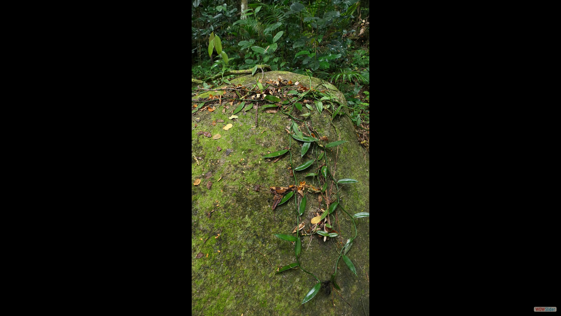 Vanille (Vanillia planifolia)