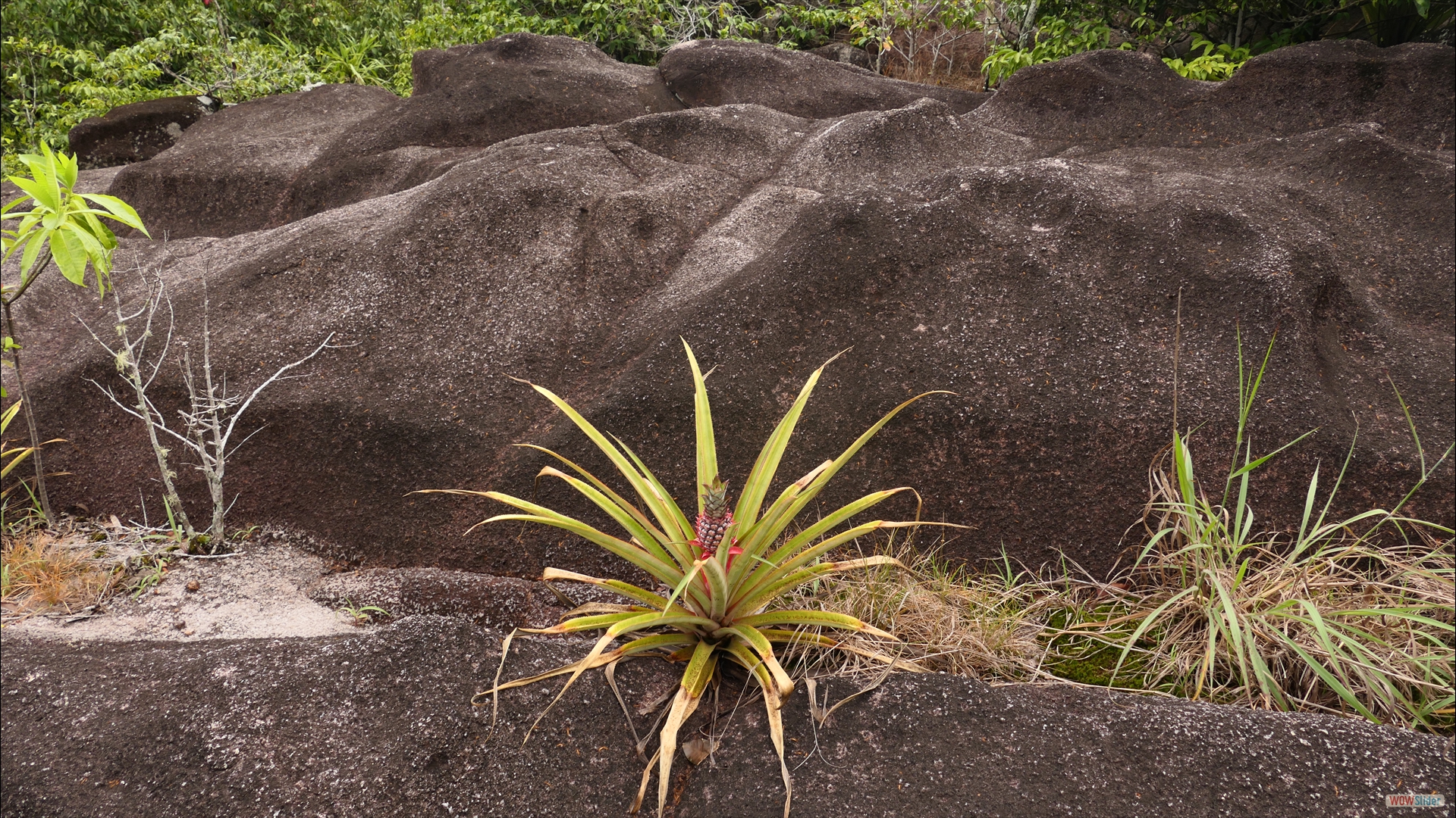 Ananas (Ananas comosus)