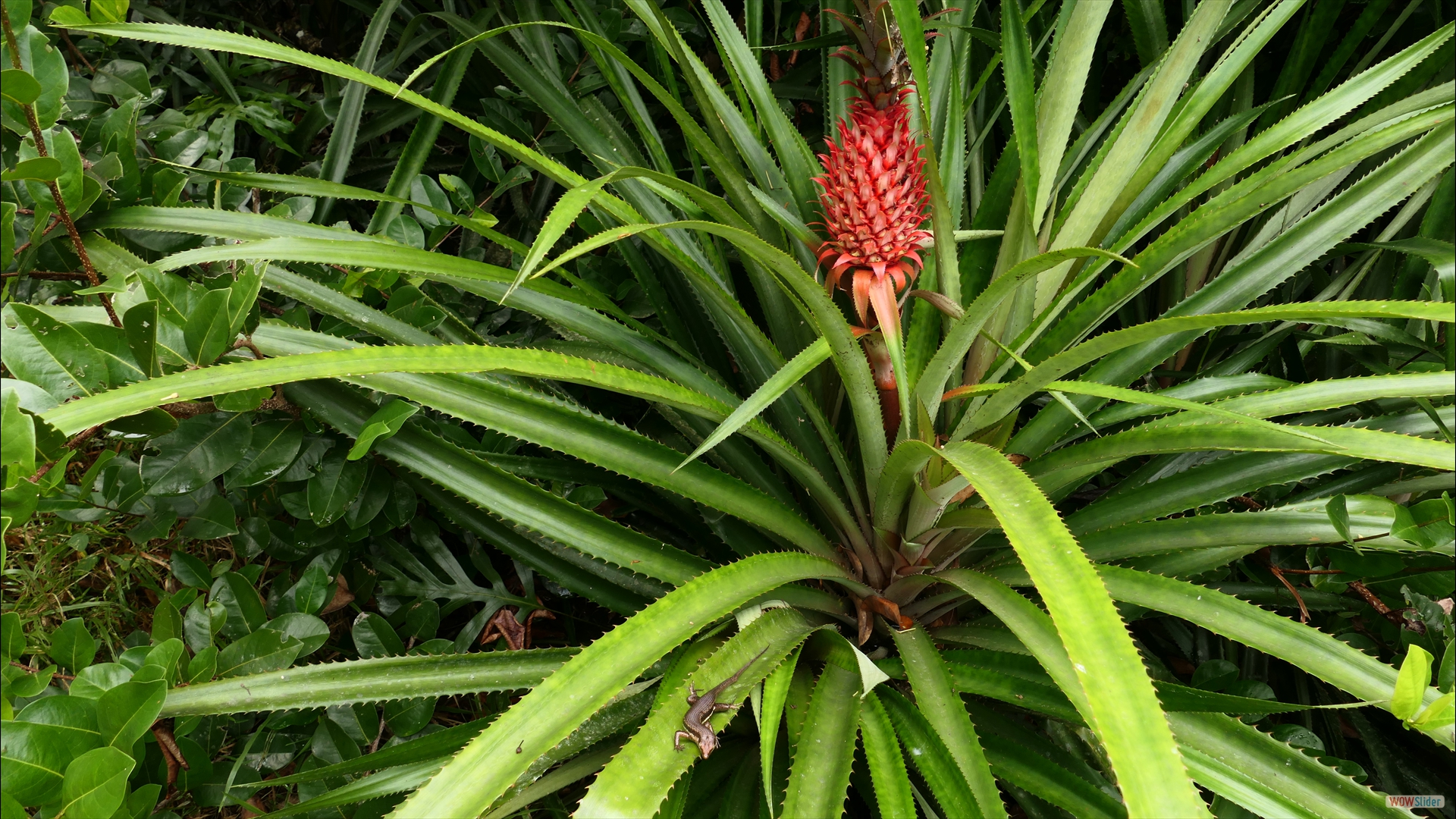 Ananas (Ananas comosus) mit Agame