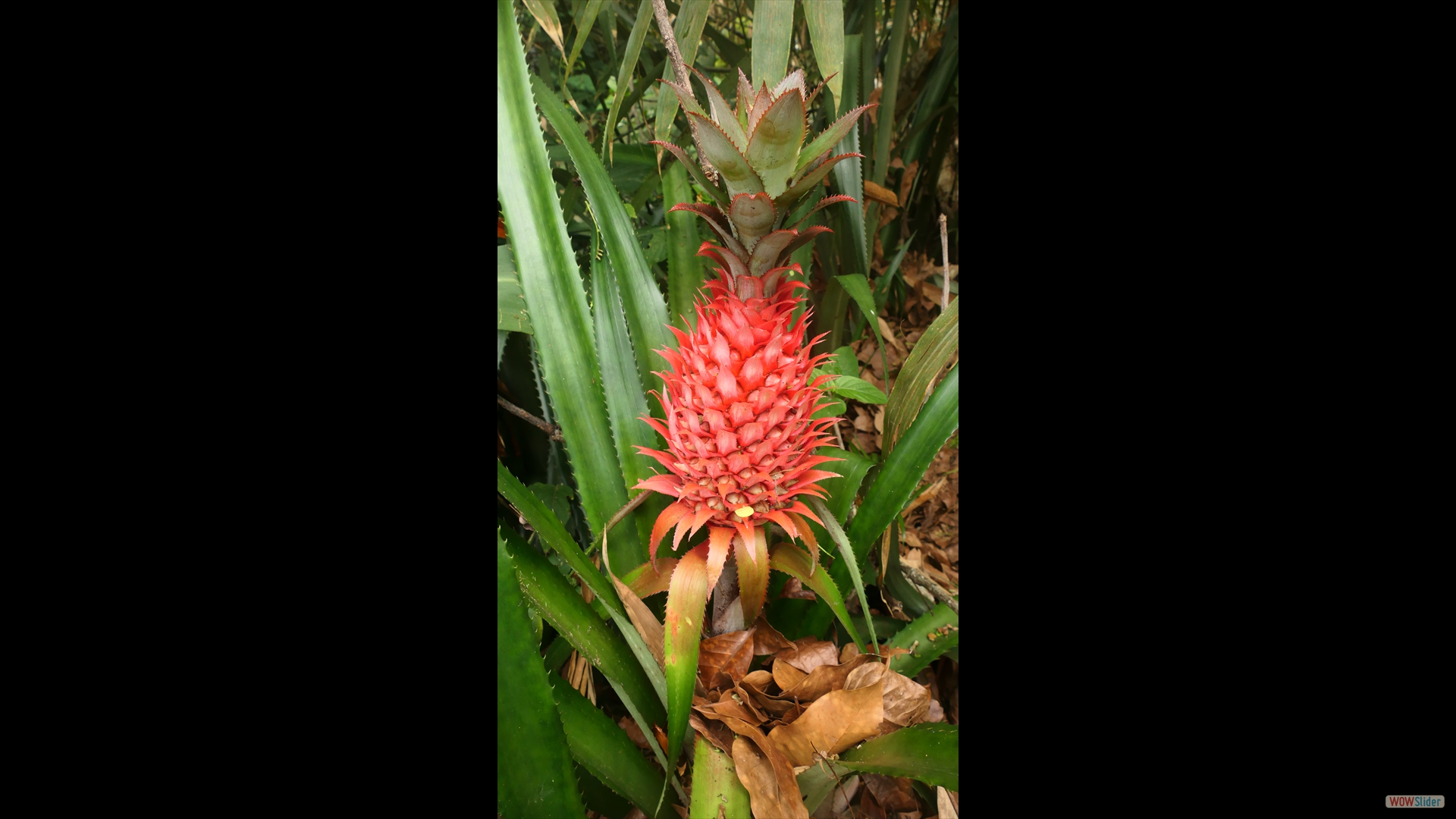 Ananas (Ananas comosus)