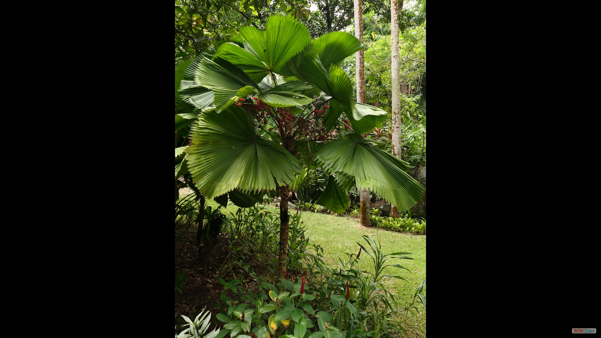 Vanuatu-Strahlenpalme (Licuala grandis)