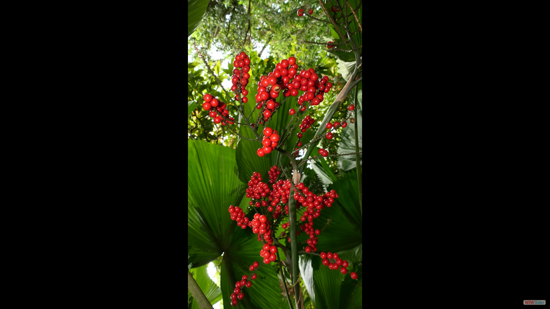 Vanuatu-Strahlenpalme (Licuala grandis)
