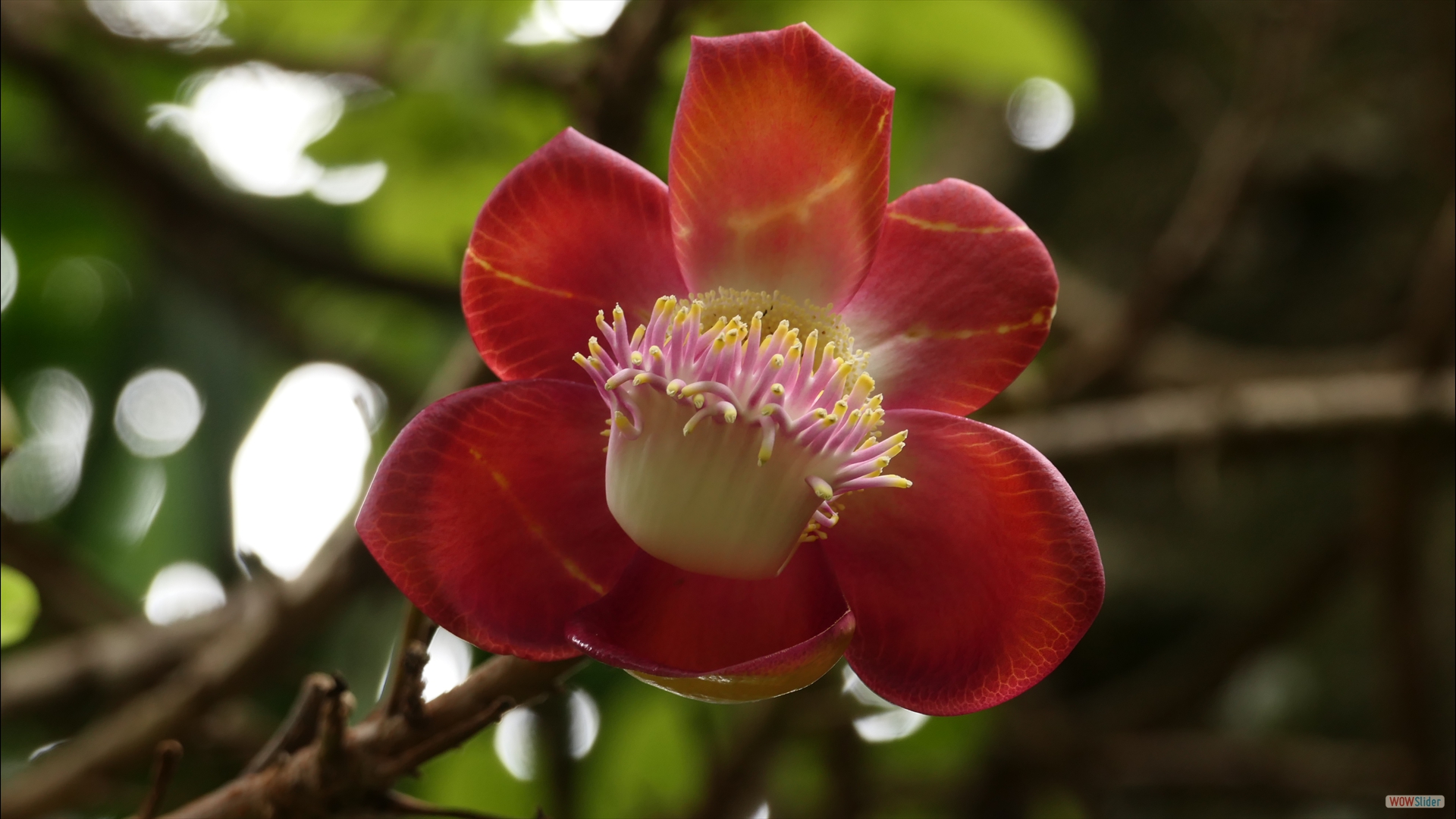 Kanonenkugelbaum (Couroupita guianensis)
